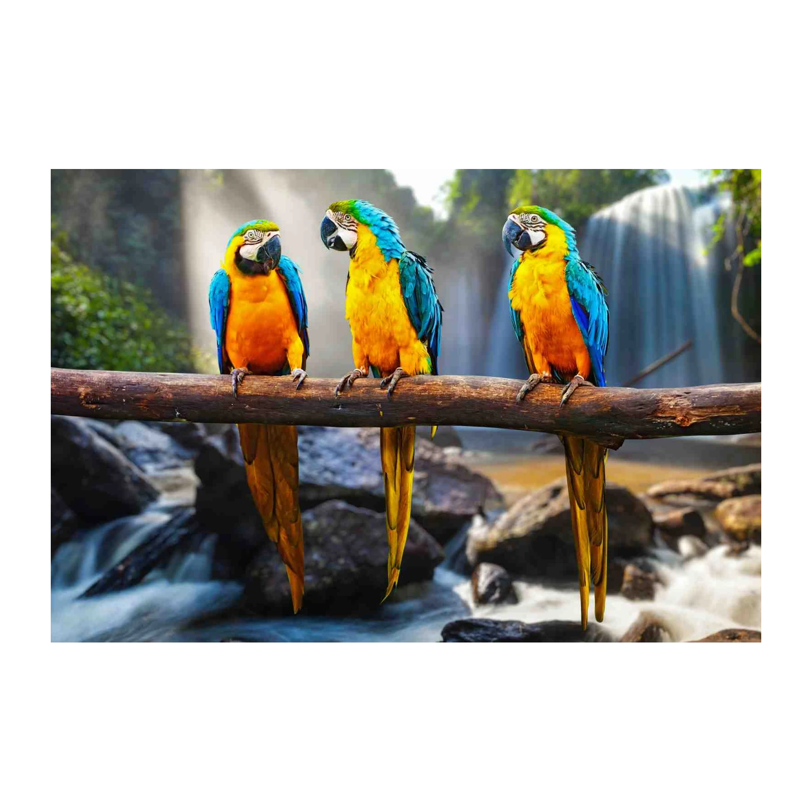 Vibrant Macaw Trio Waterfall Wall Art