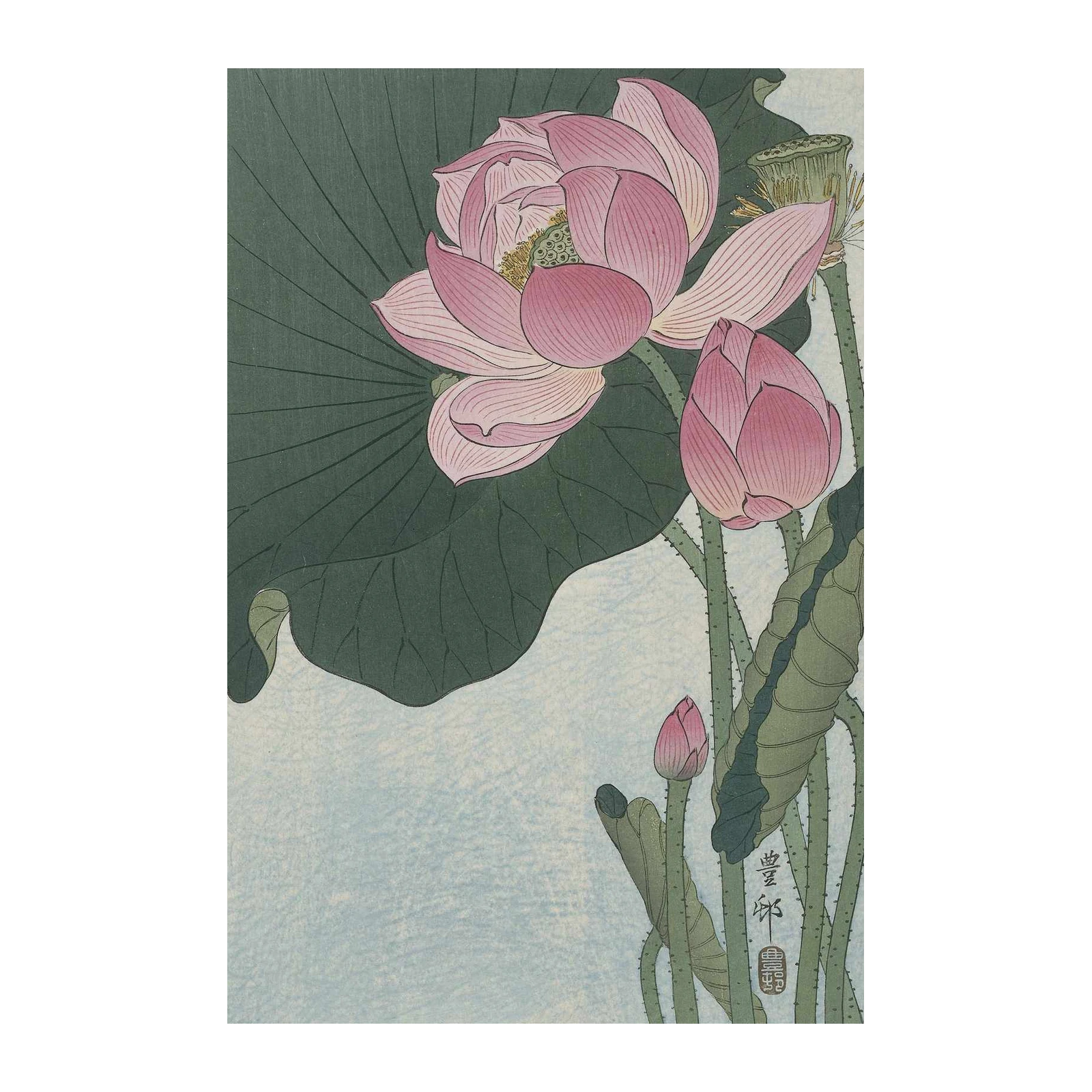 Serene Pink Lotus Water Lily Wall Art