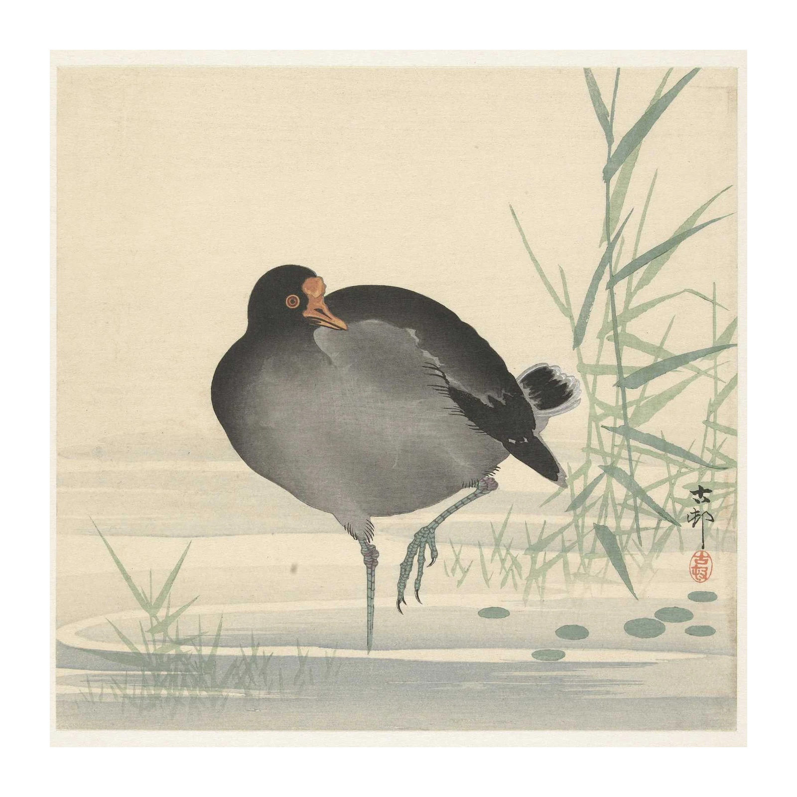 Serene Moorhen Bird Nature Art Wall Art