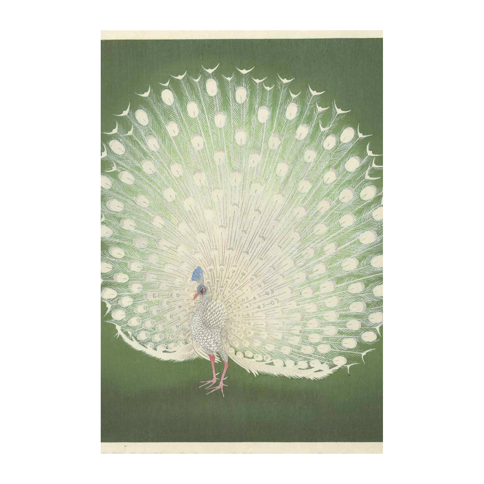Elegant White Peacock Display Wall Art