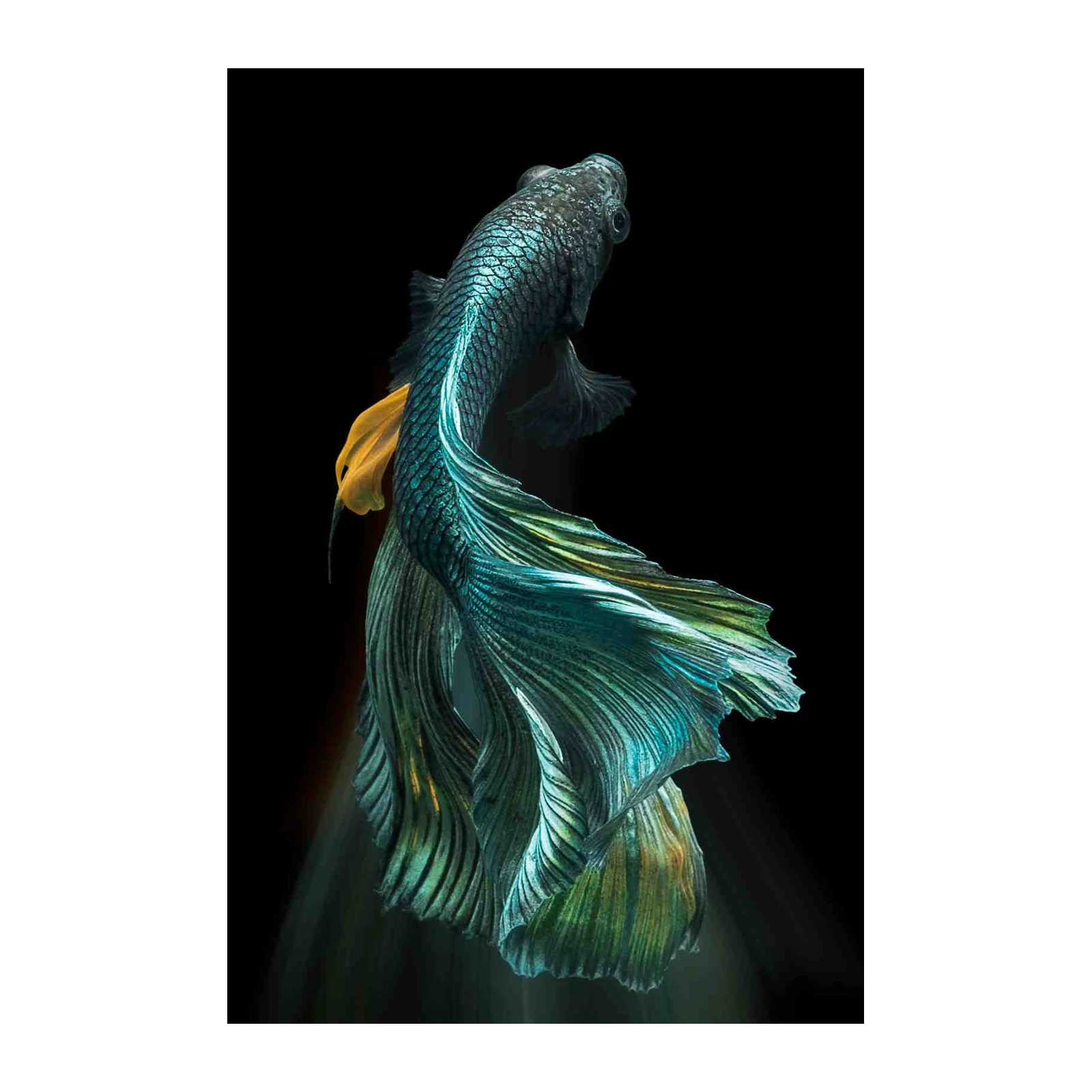 Elegant Betta Fish Teal & Gold Wall Art