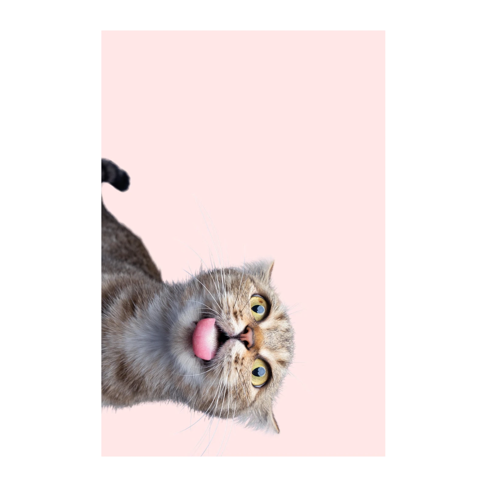 Playful Cat Tongue Out Wall Art