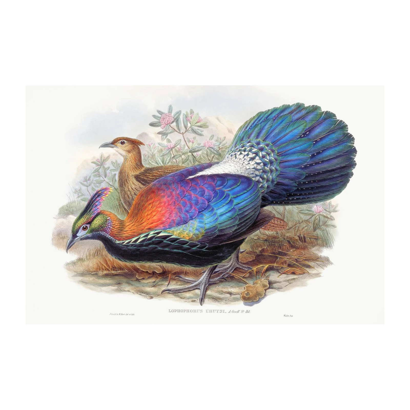 Vibrant Pheasant & Companion Wall Art