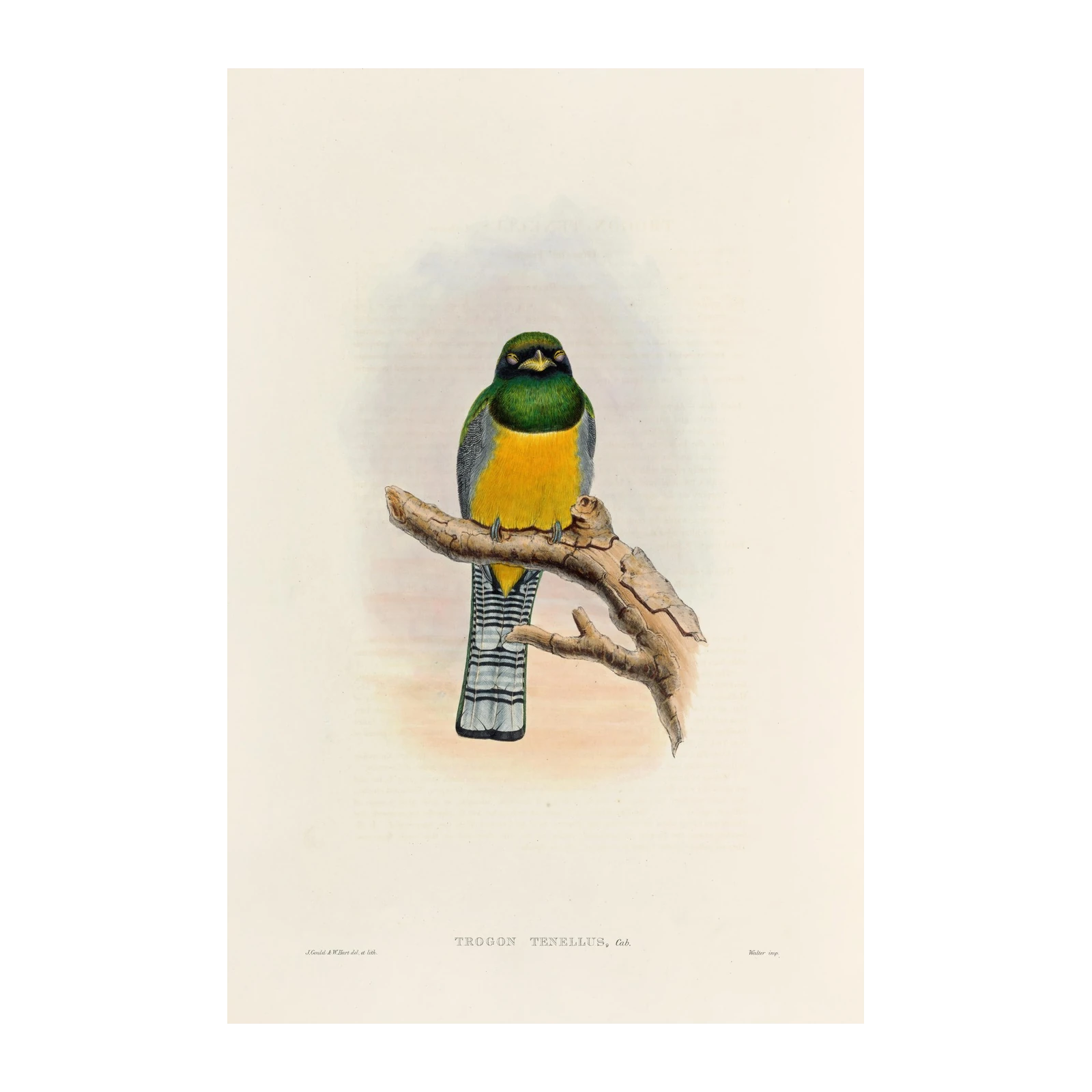 Vibrant Trogon Bird Art | Tropical Nature Wall Art