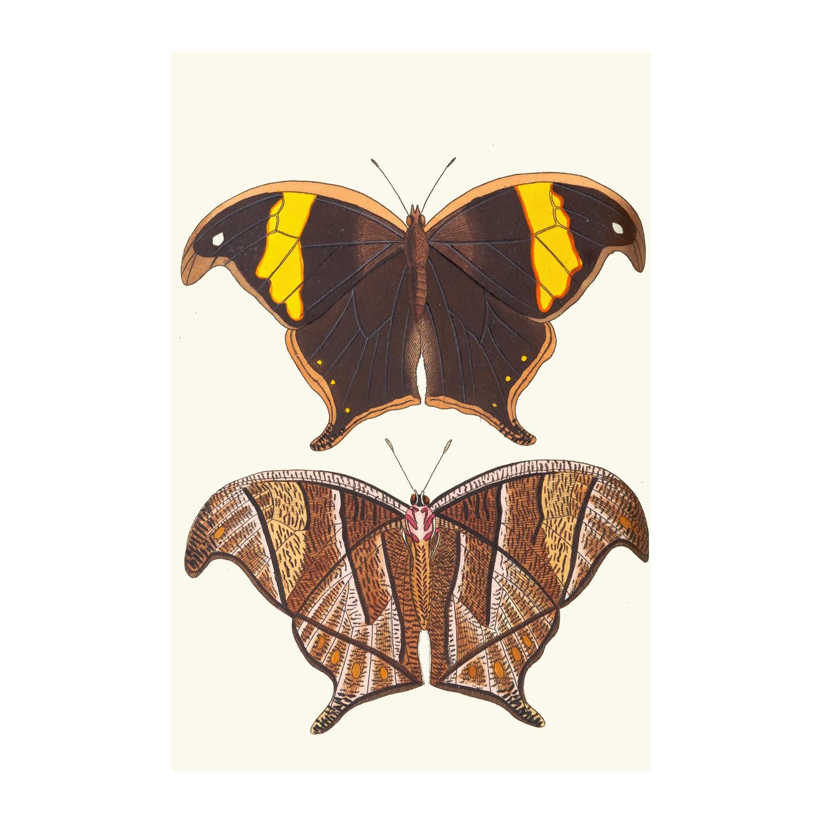 Vintage Butterfly Art Duo Wall Art