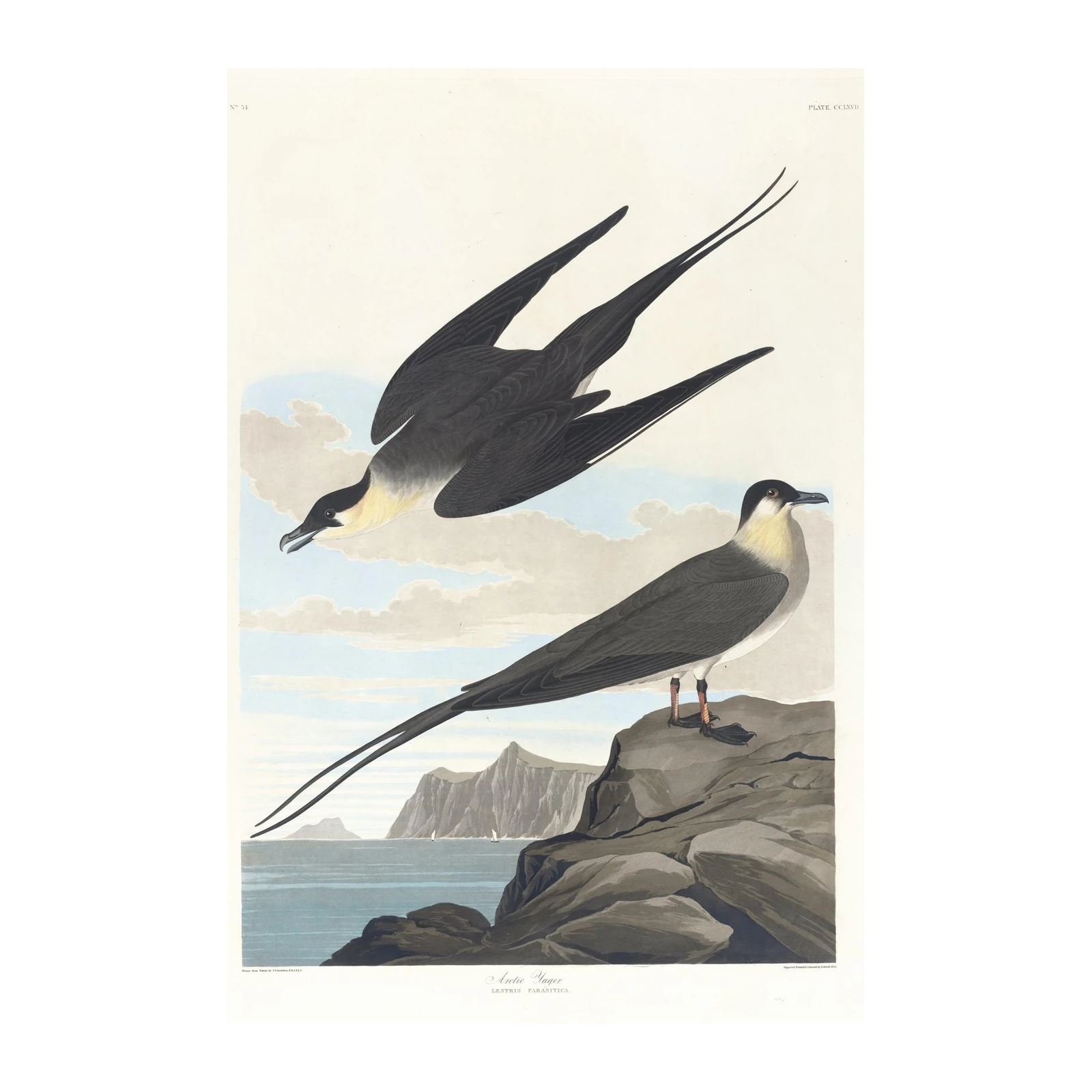 Arctic Jaeger Bird Art Wall Art