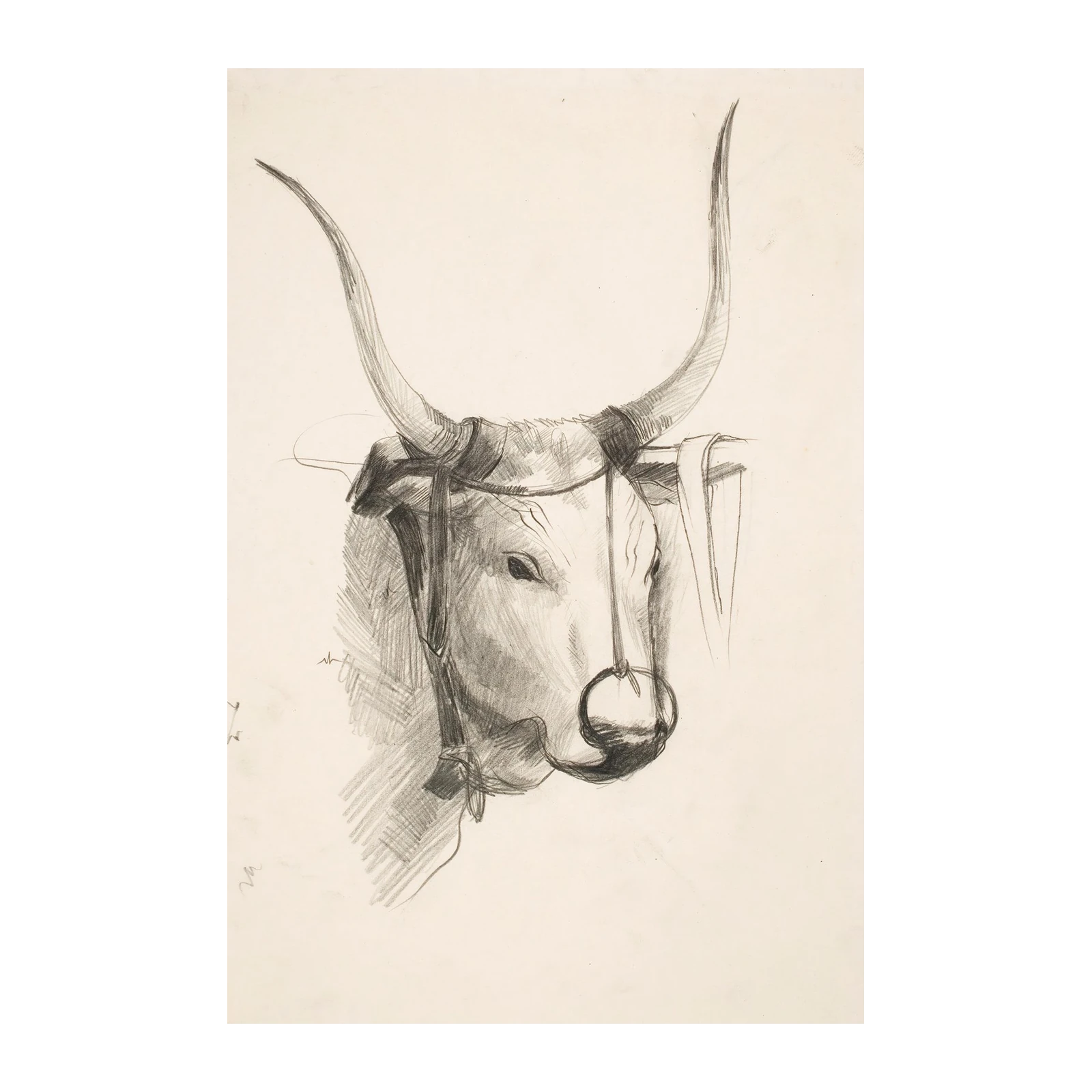 Elegant Ox Portrait Sketch Wall Art