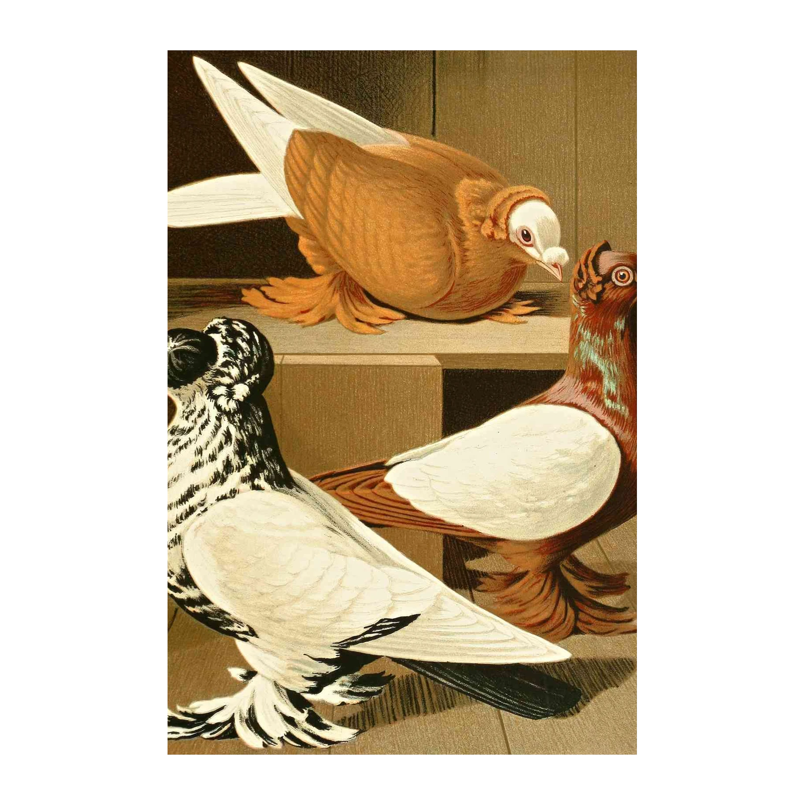 Vintage Pigeon Trio Wall Art