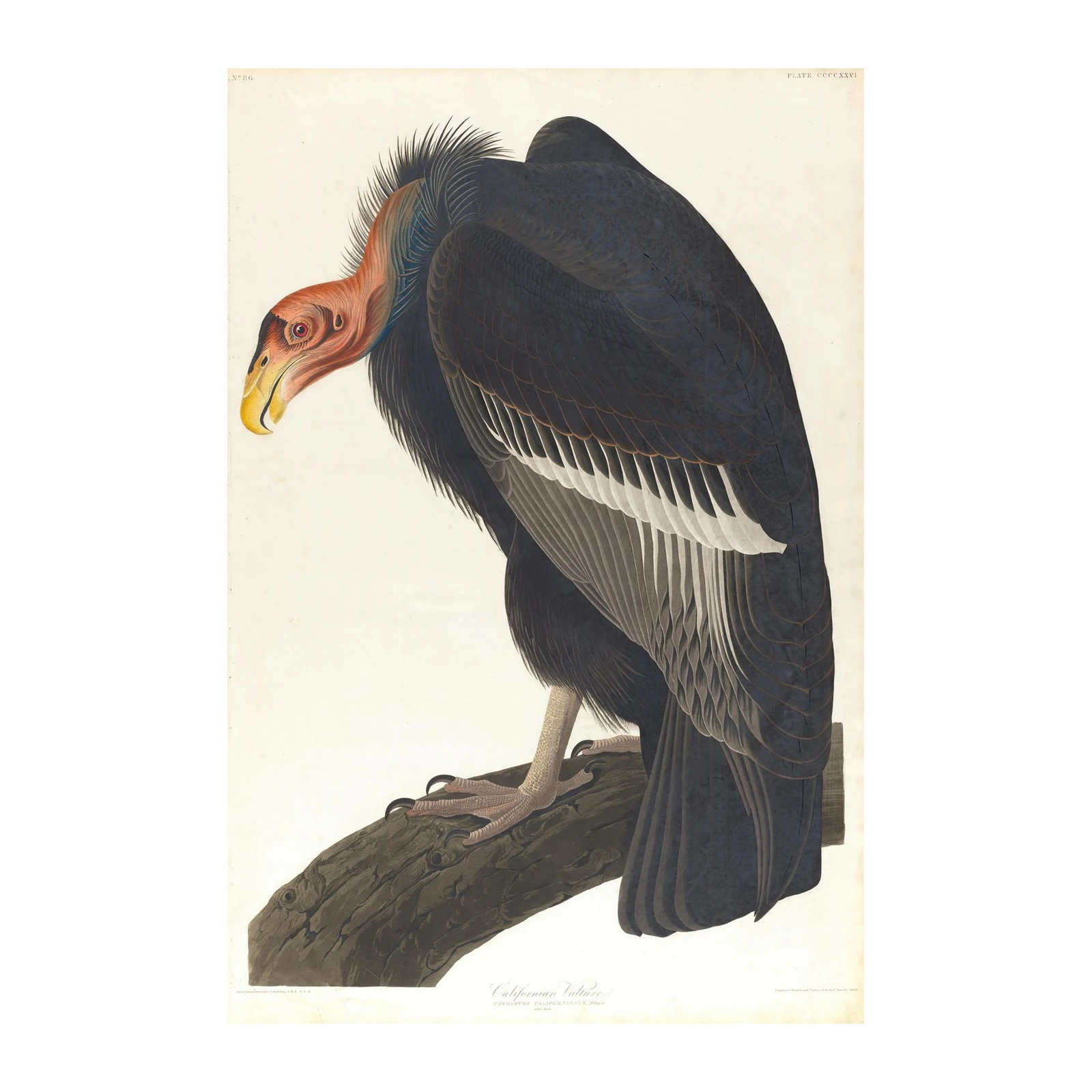 Majestic Californian Vulture Vintage Bird Wall Art