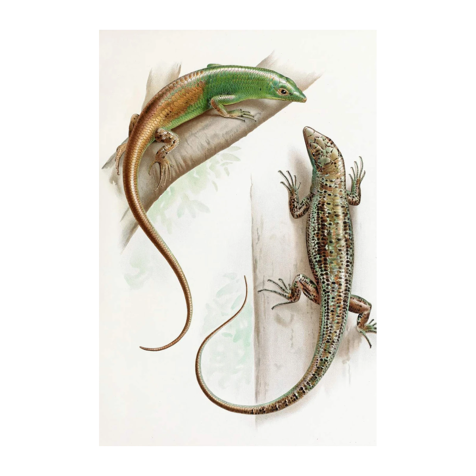 Vibrant Lizard Art: Vintage Natural History Wall Art