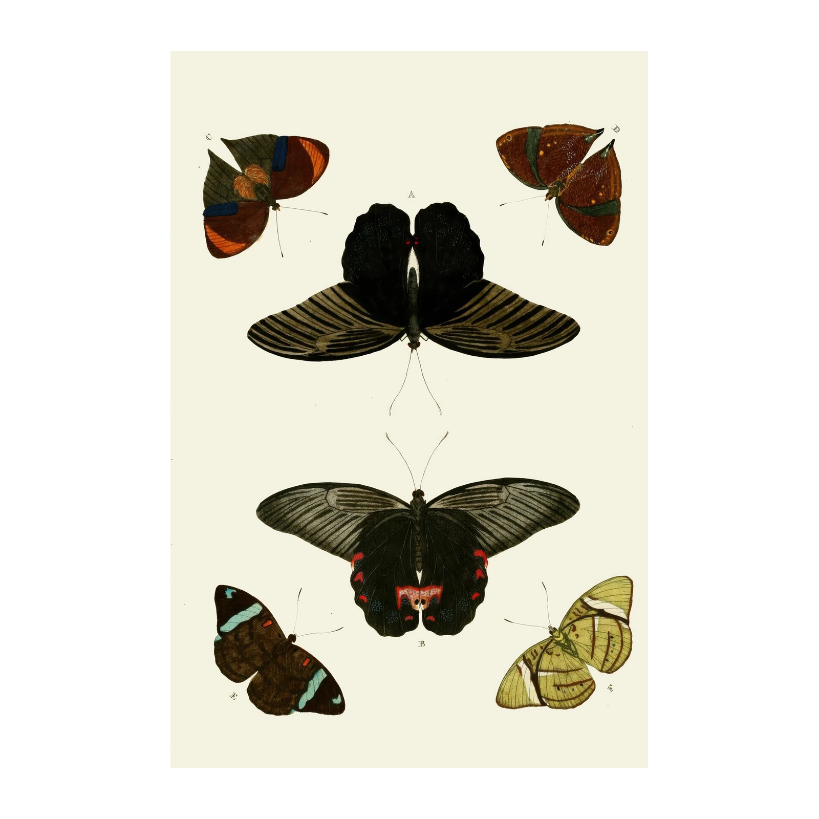 Exotic Butterfly Collection Vintage Art Wall Art