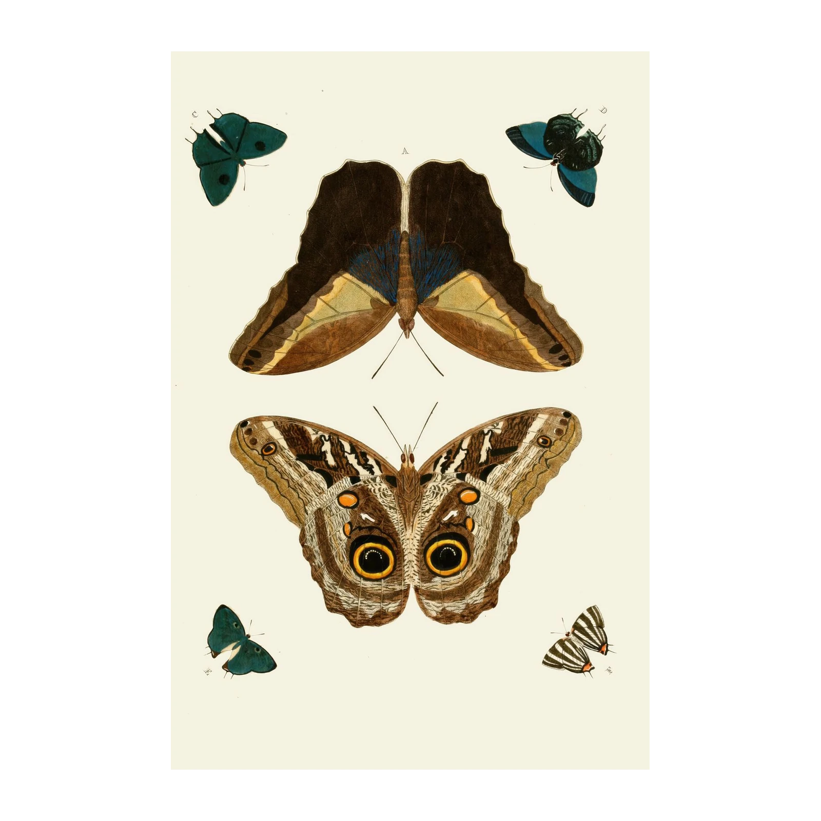 Vintage Butterfly Collection Wall Art