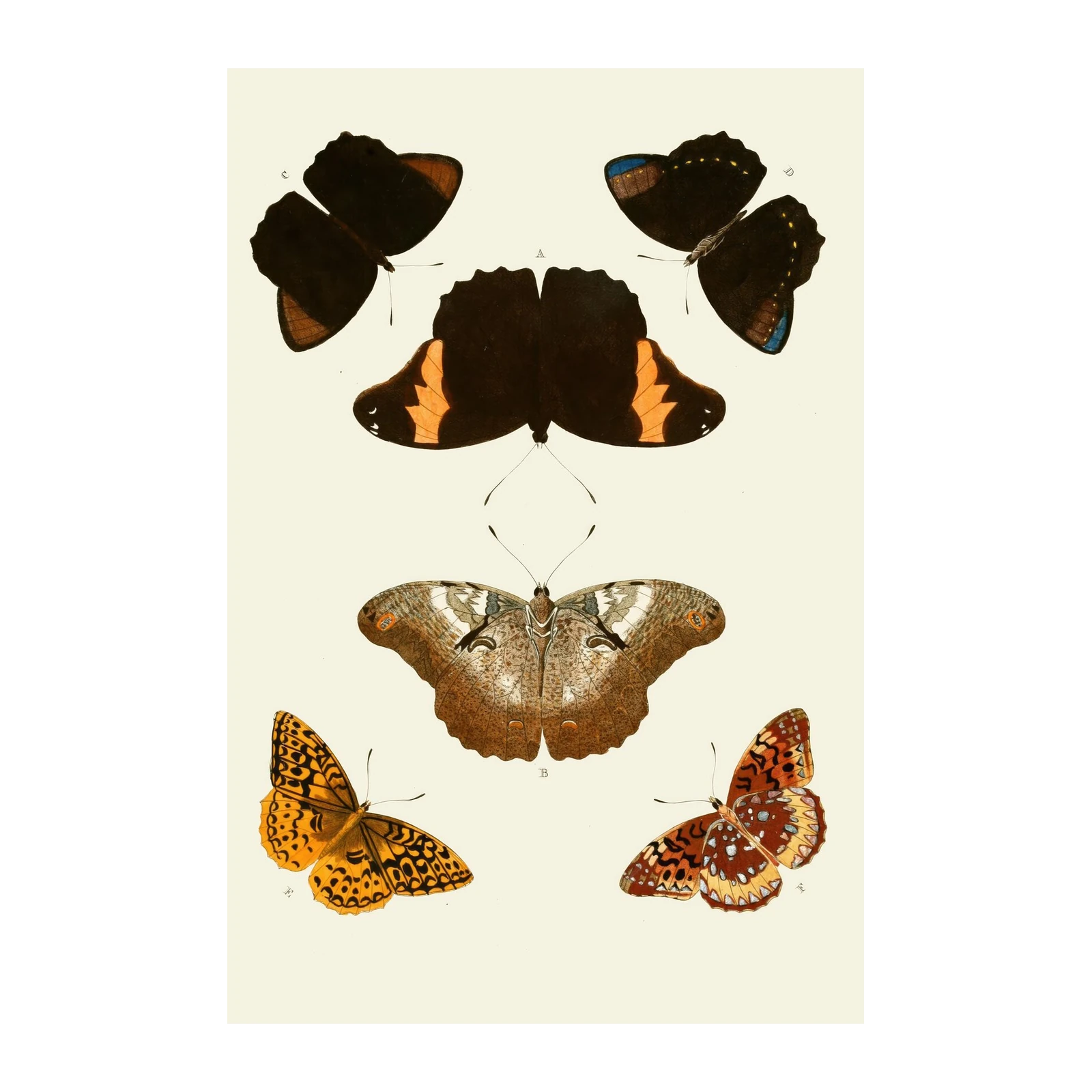 Vintage Butterfly Collection Wall Art