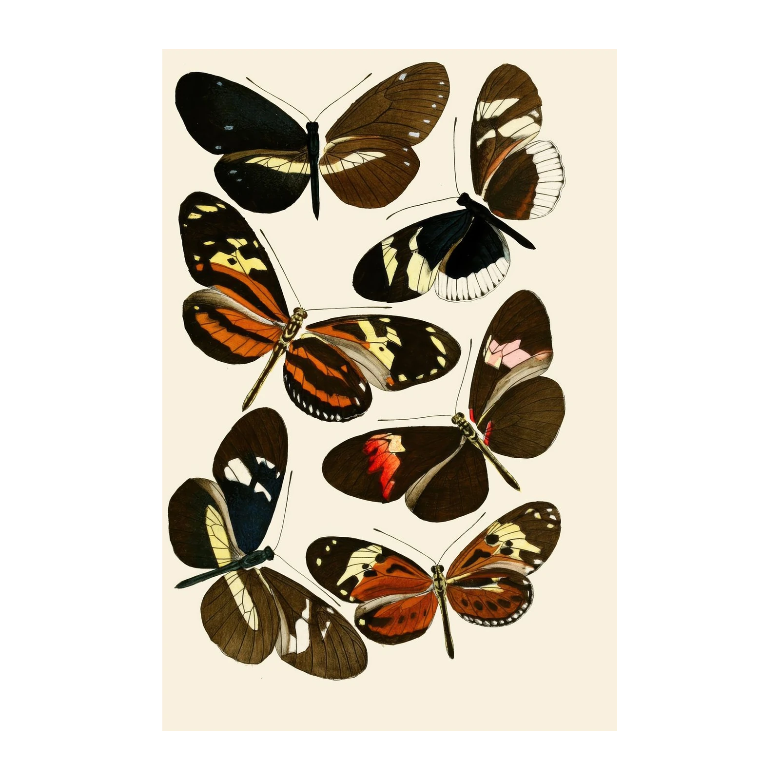 Vintage Butterfly Collection Wall Art