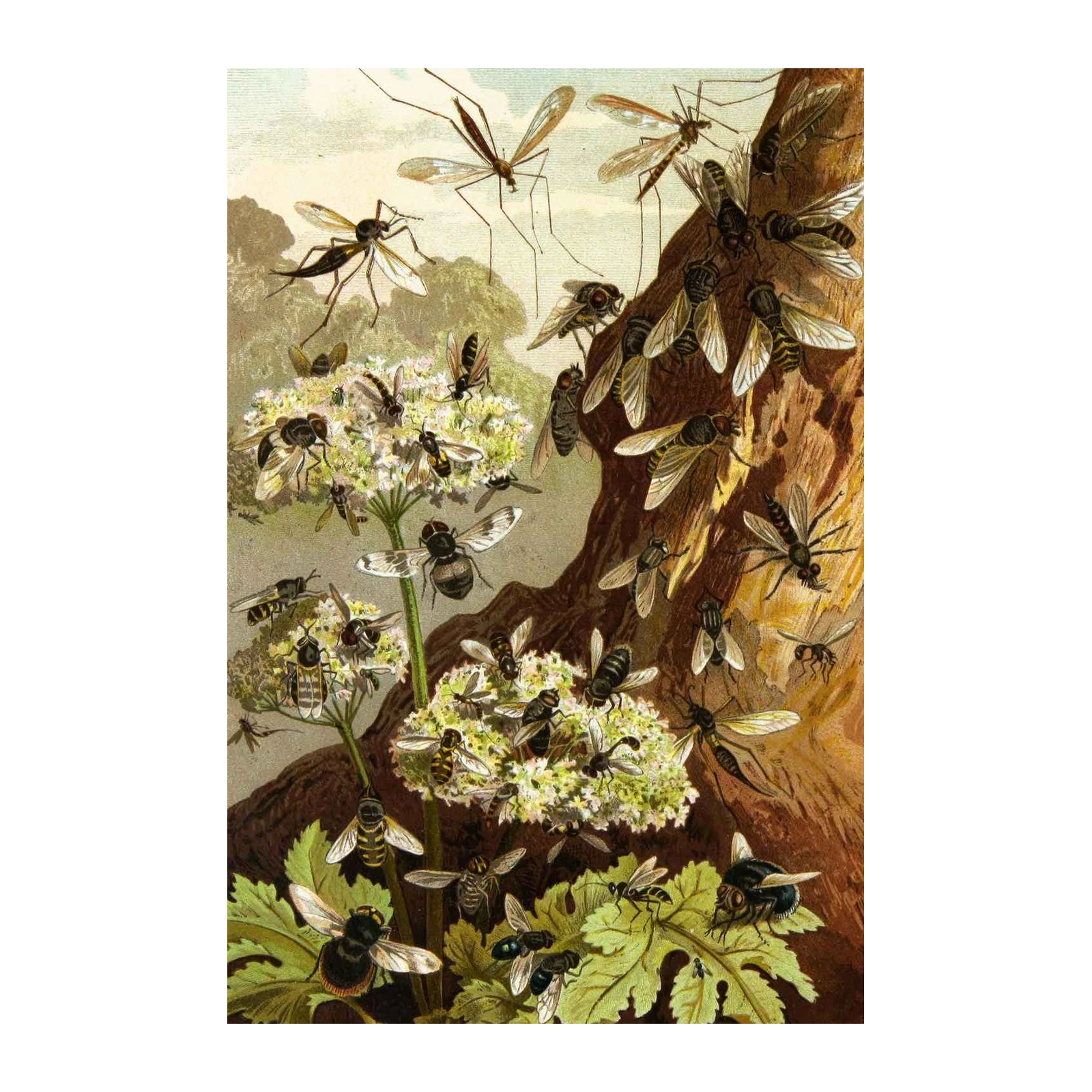 Vintage Insect Entomology Fly Bee Wall Art Wall Art