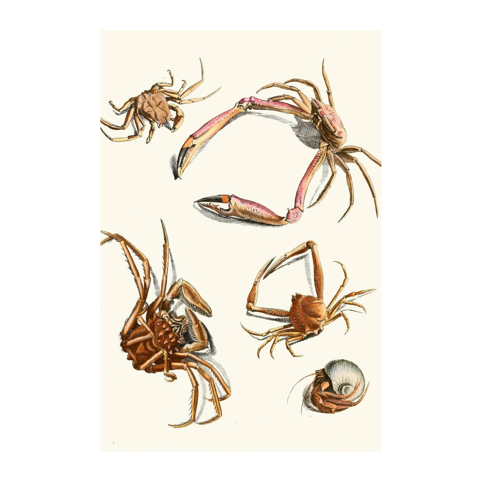 Vintage Crab & Hermit Crab Illustrations Wall Art