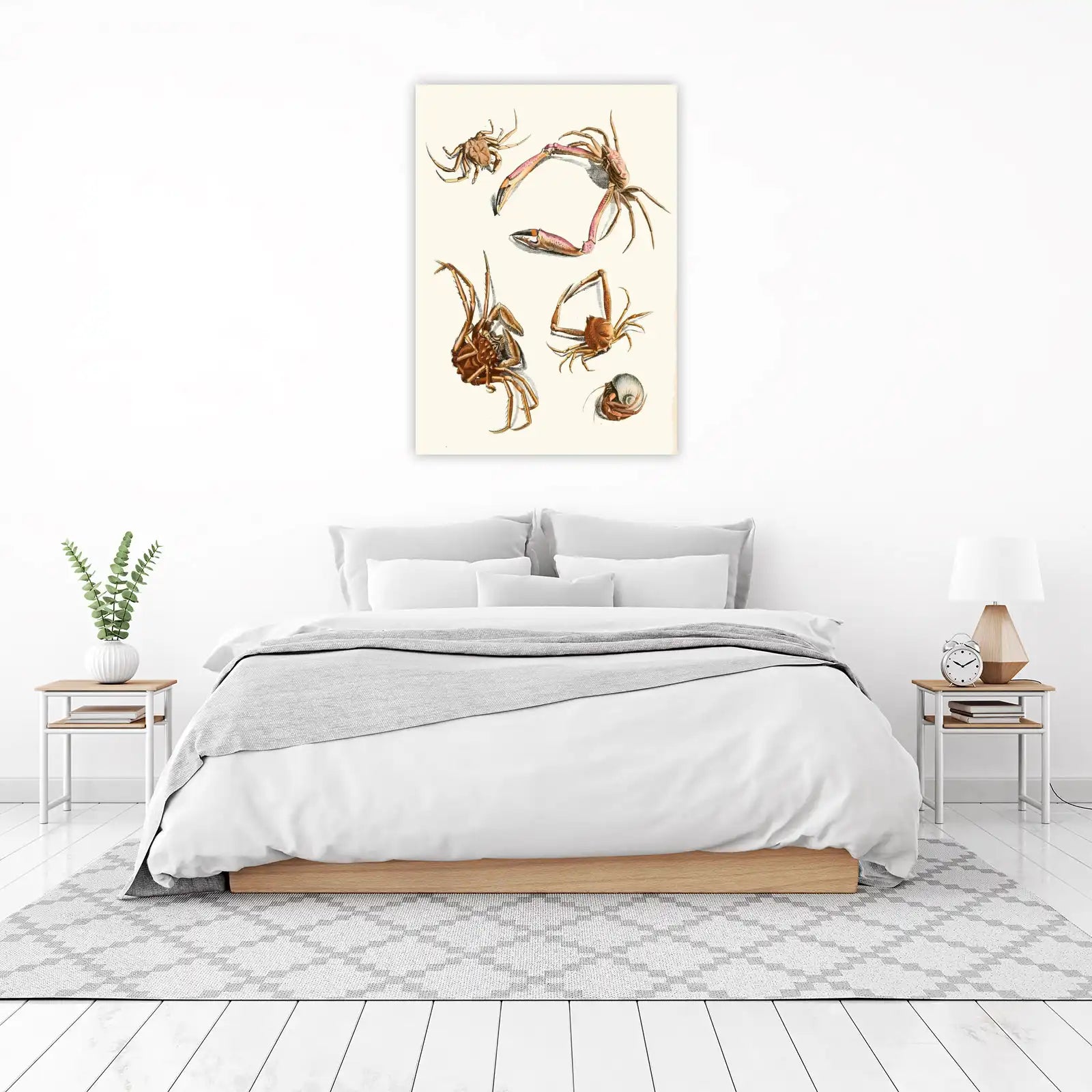 Vintage Crab & Hermit Crab Illustrations Wall Art
