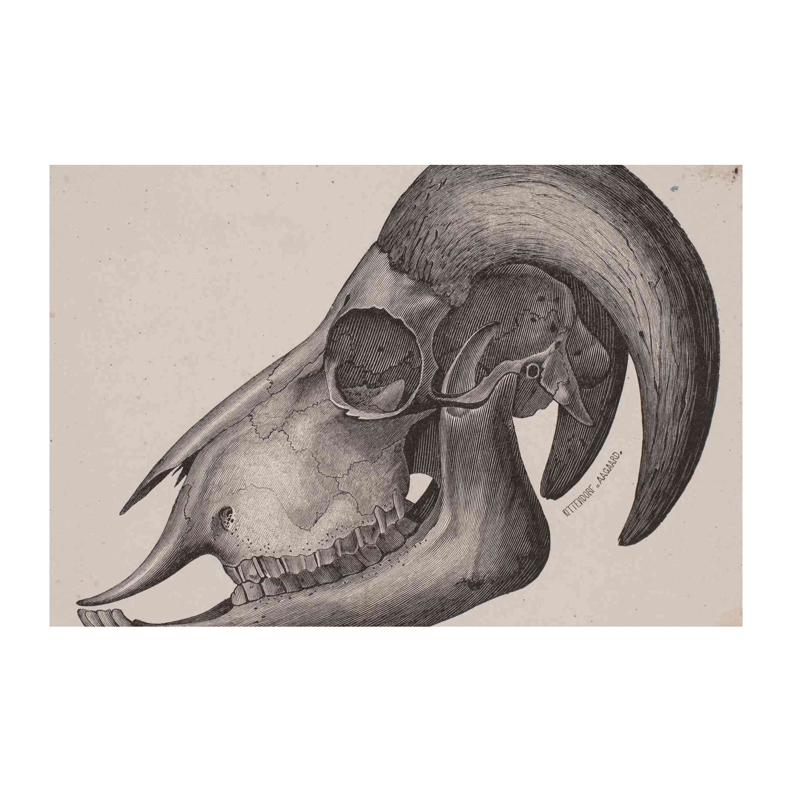 Vintage Ram Skull Detailed Engraving Wall Art