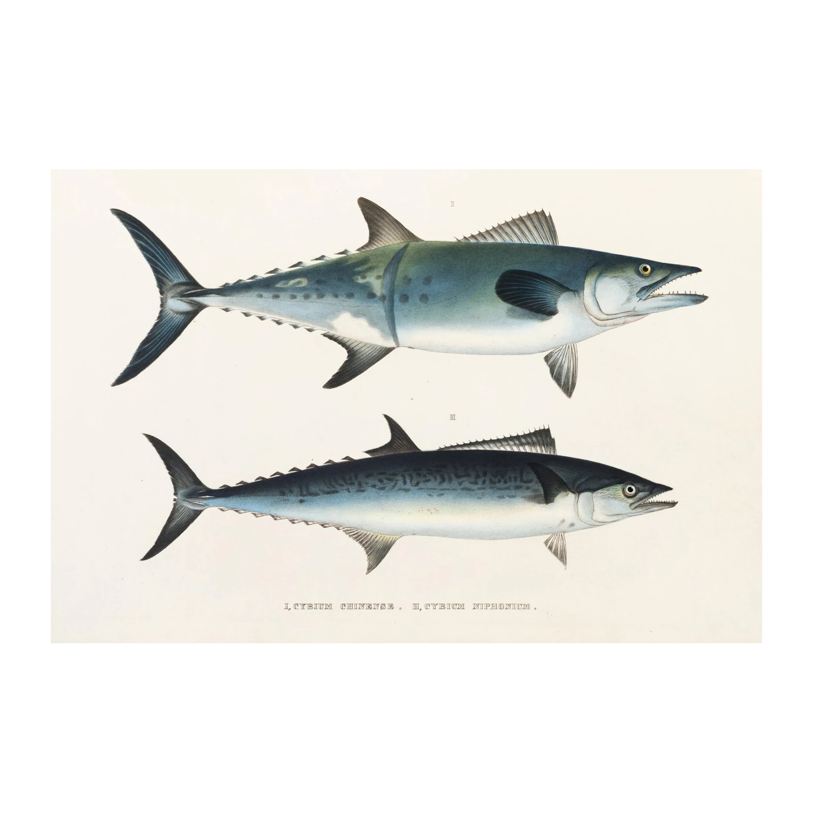 Vintage Mackerel Fish Art Wall Art