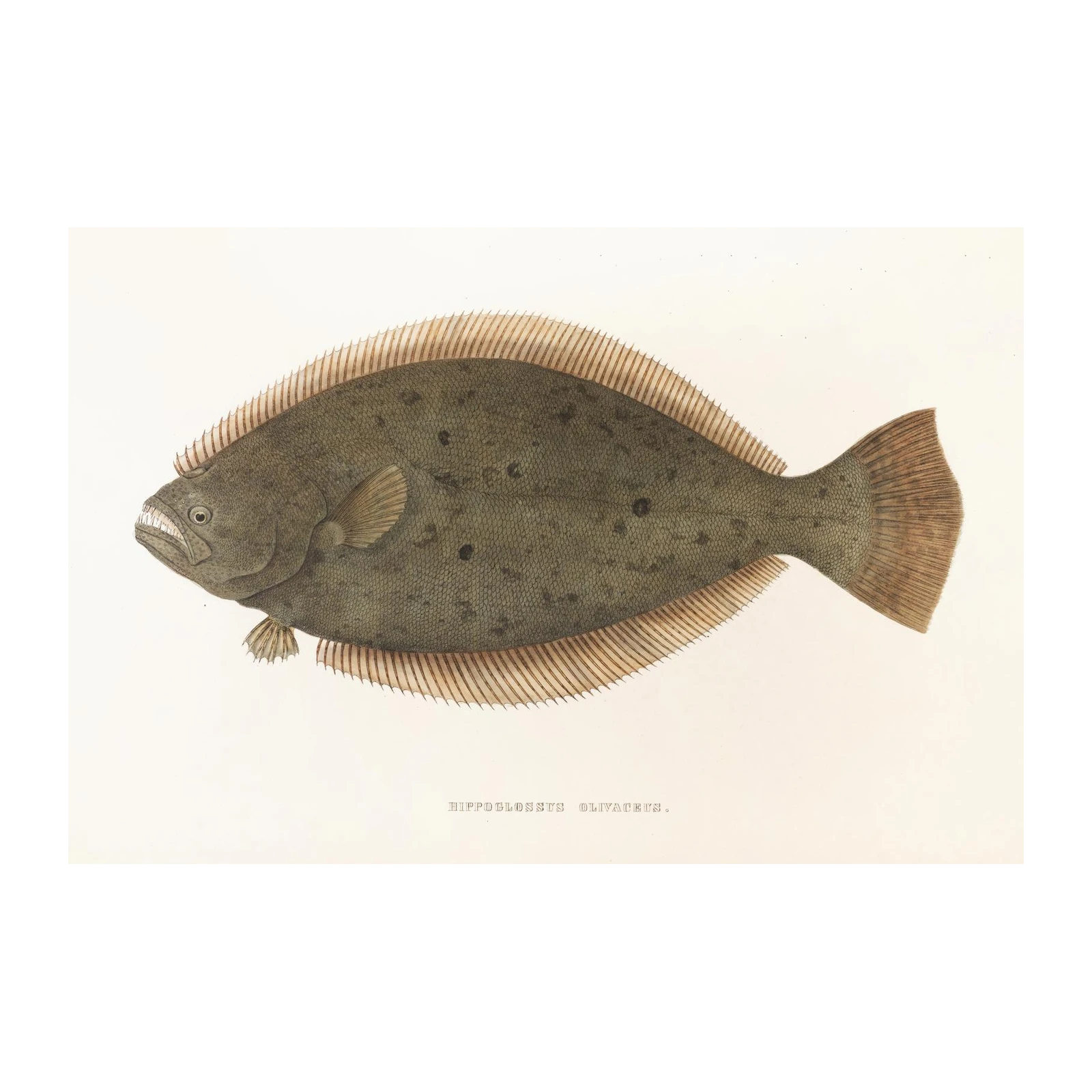 Vintage Halibut 'Hippoglossus Olivaceus' Wall Art
