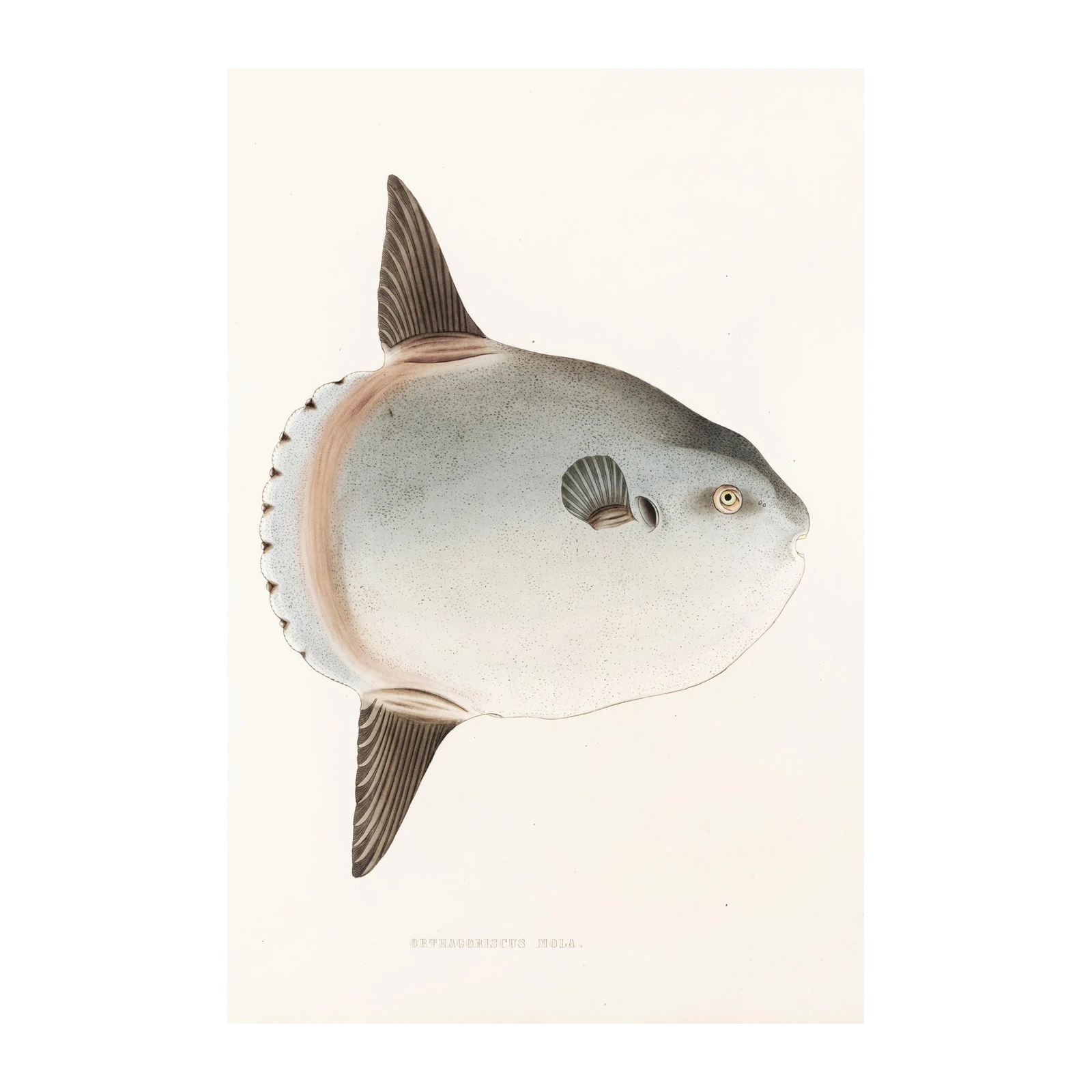 Ocean Sunfish Mola Vintage Art Wall Art