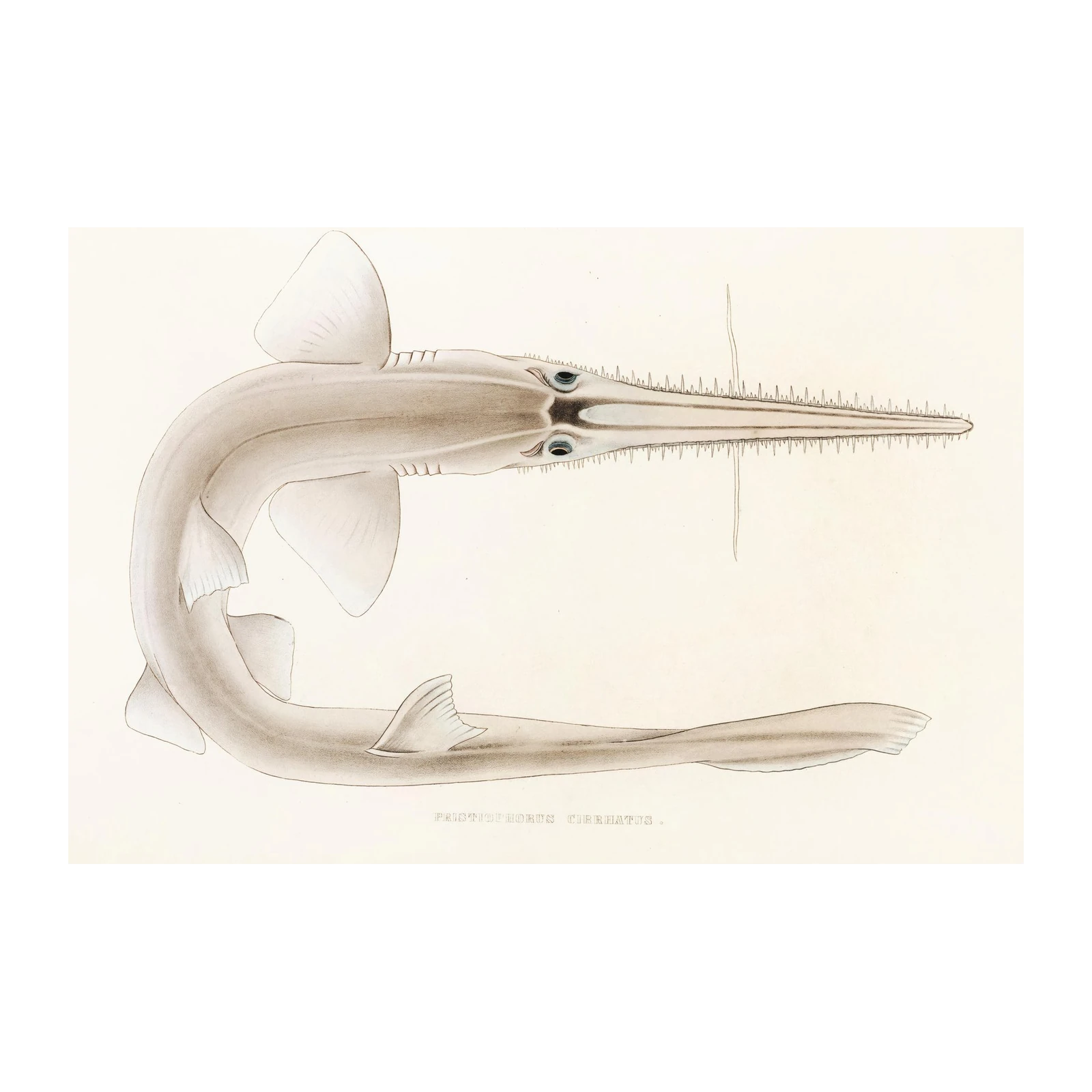 Vintage Sawfish Marine Life Wall Art