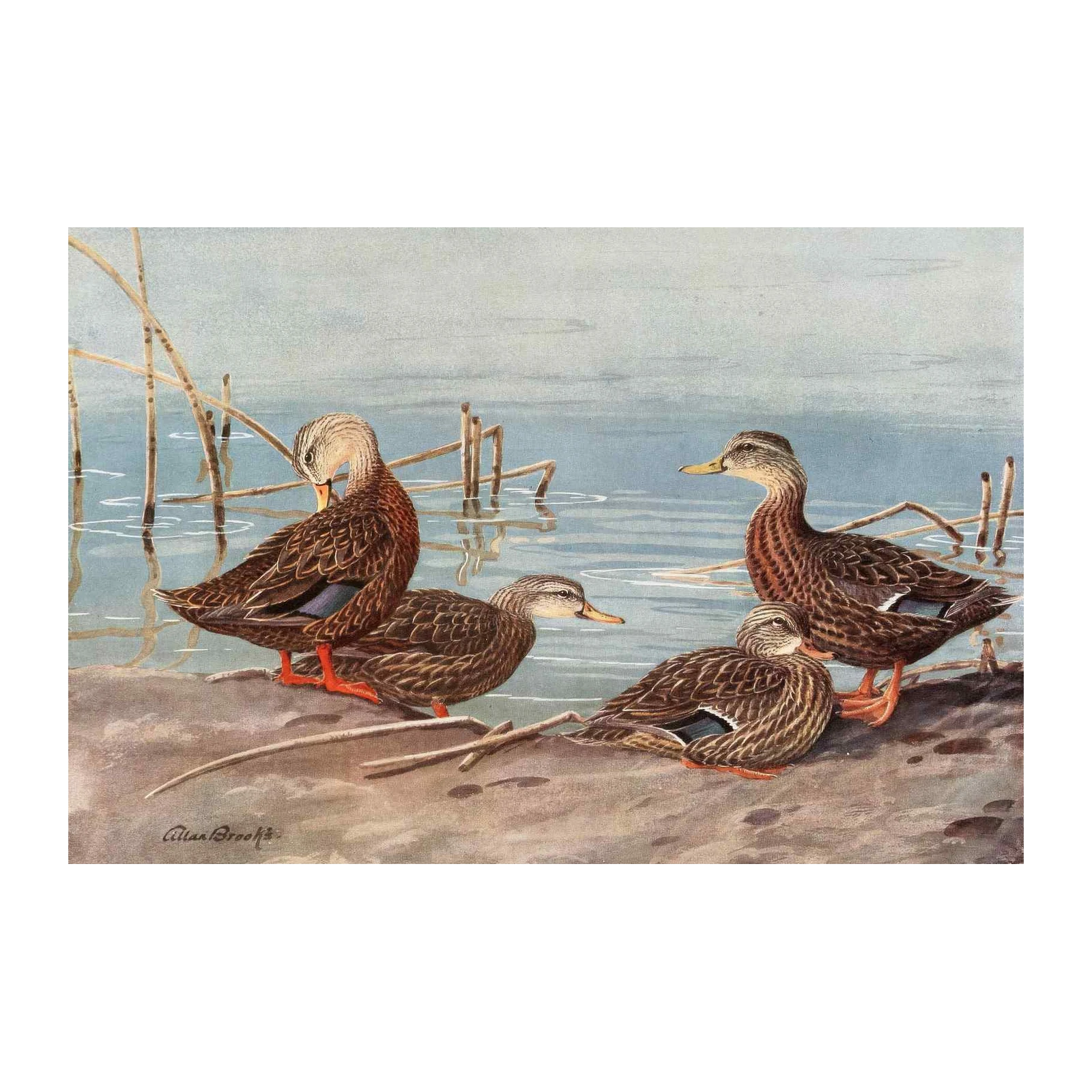 Rustic Ducks by Allan Brooks Wall Art