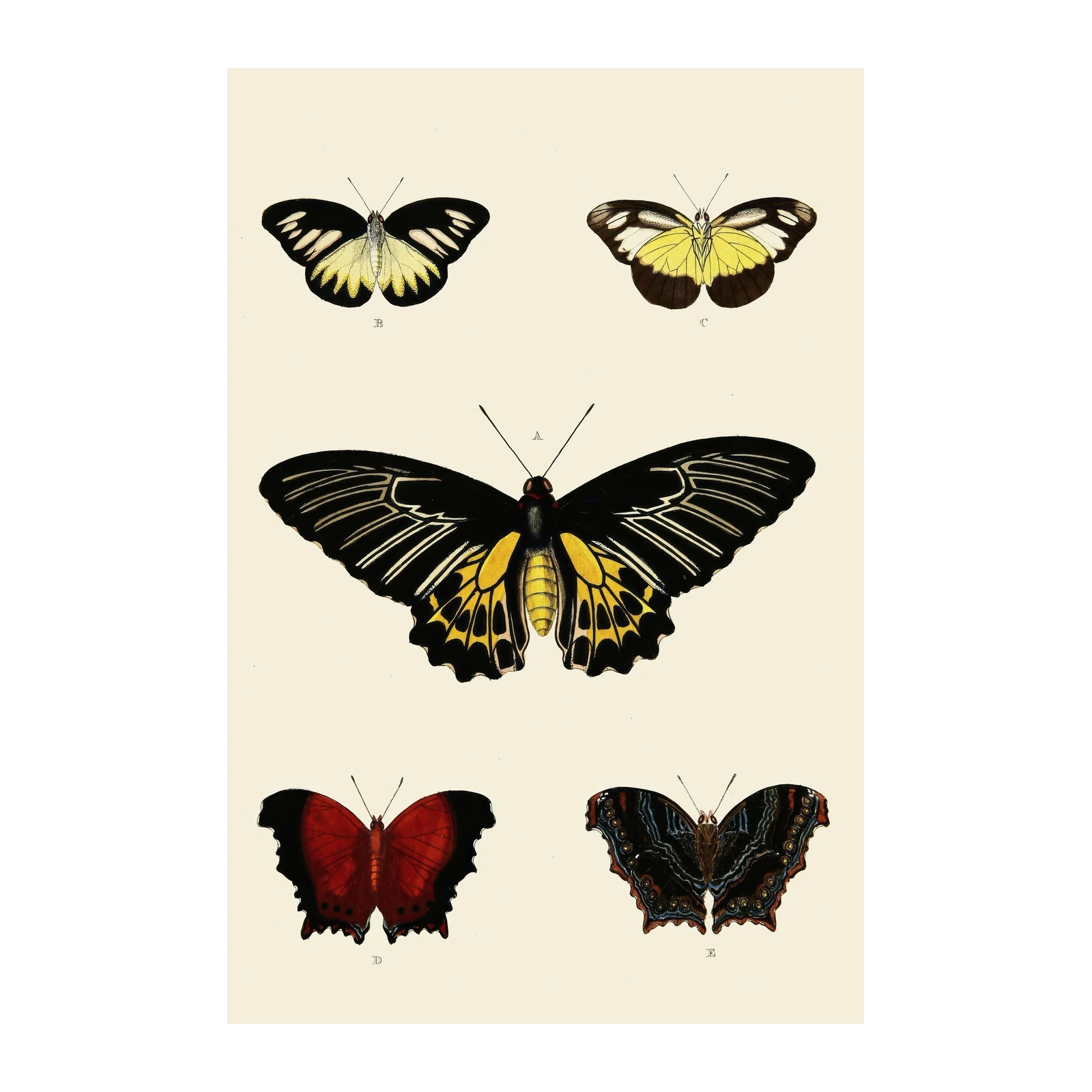 Vintage Butterfly Collection Wall Art