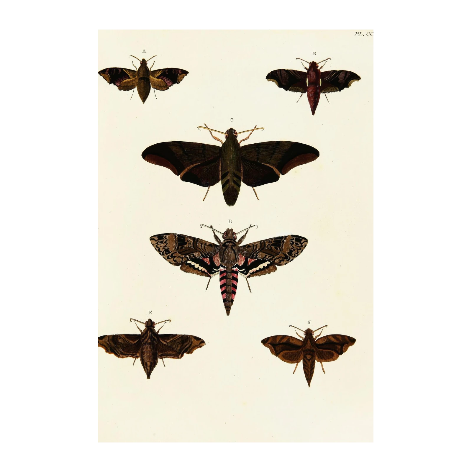 Vintage Moth Illustrations - Botanical Wall Art