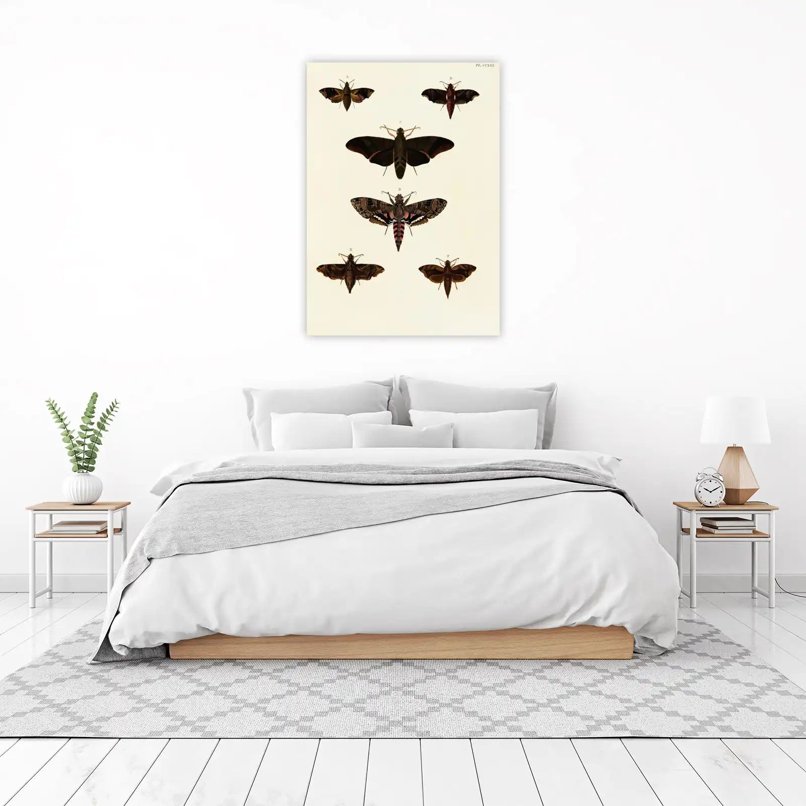 Vintage Moth Illustrations - Botanical Wall Art