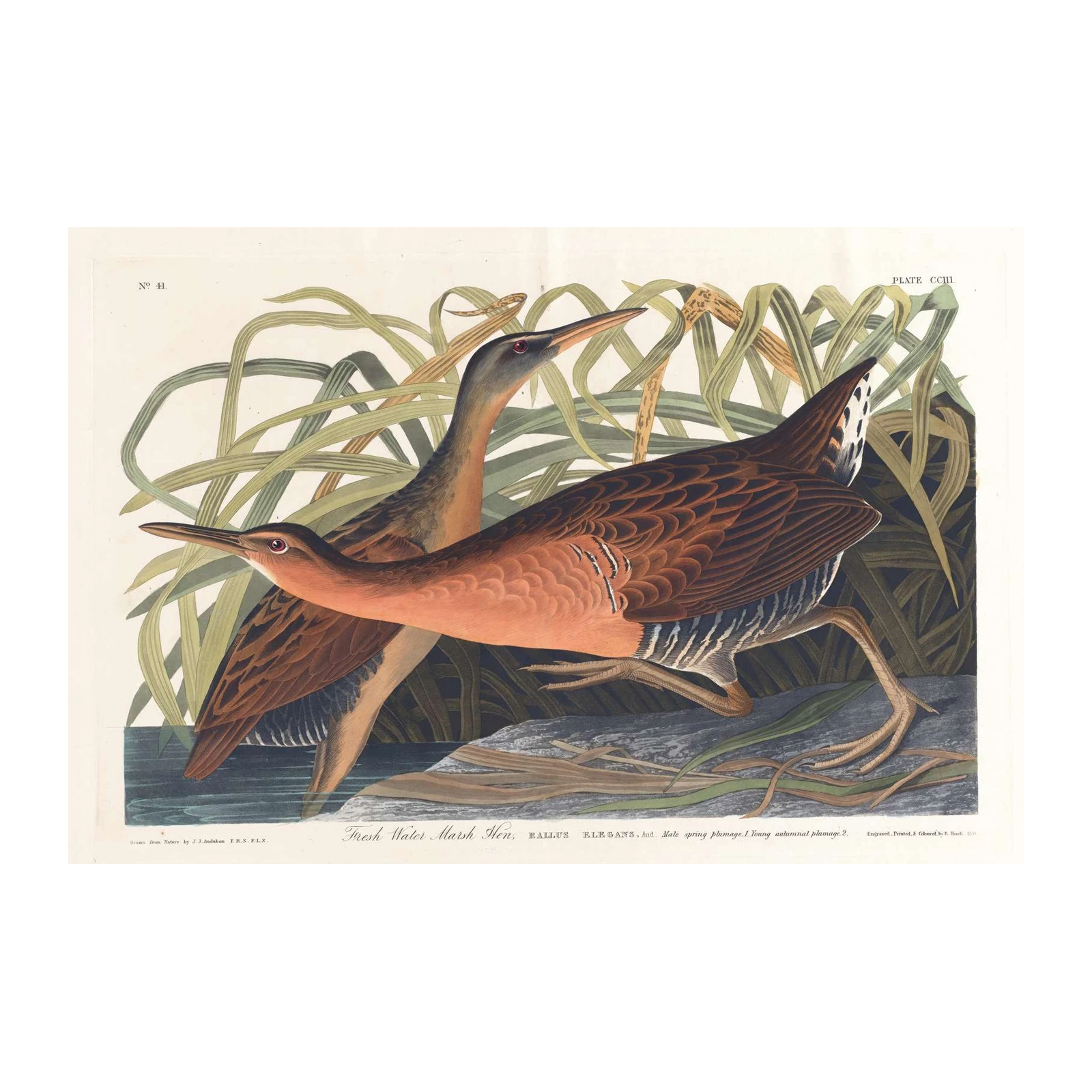 Freshwater Marsh Hen Wall Art - Audubon Bird Art