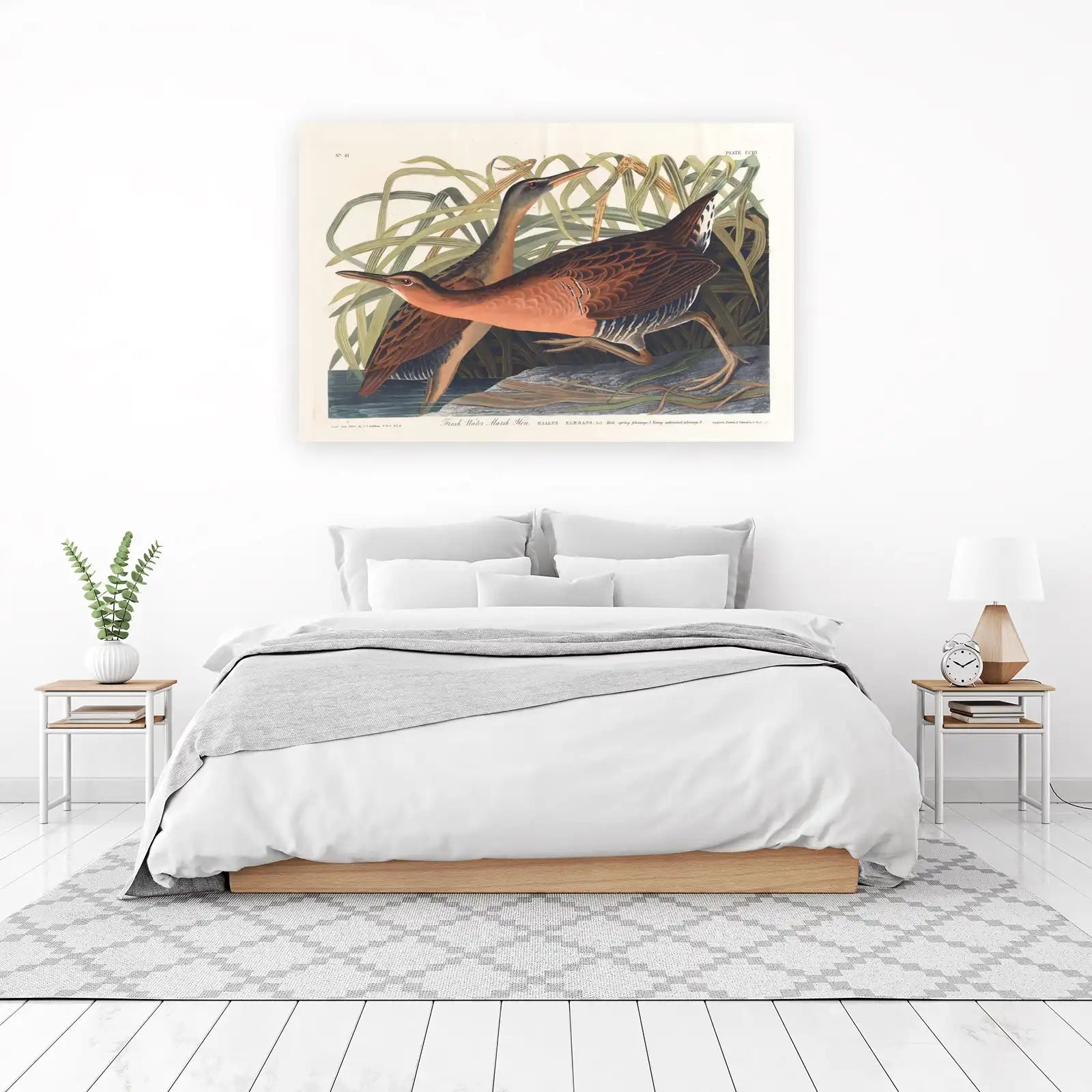 Freshwater Marsh Hen Wall Art - Audubon Bird Art