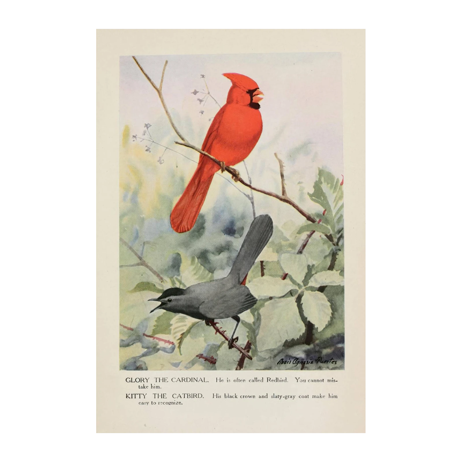 Vibrant Cardinal & Catbird Bird Art Wall Art
