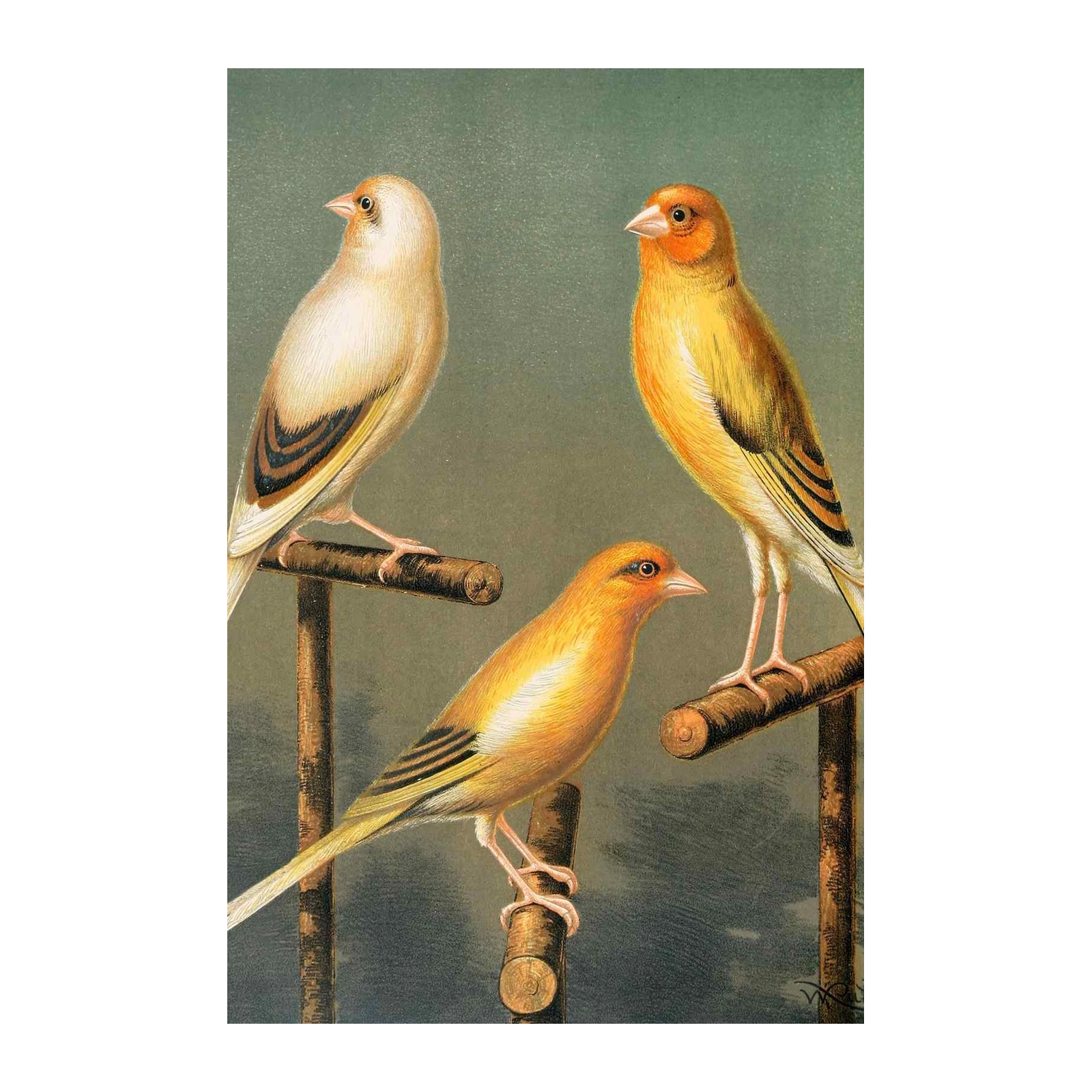 Vintage Canary Trio Bird Art Wall Art
