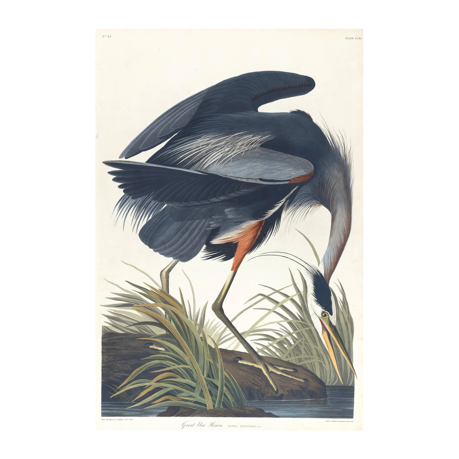 Great Blue Heron Vintage Wildlife Wall Art