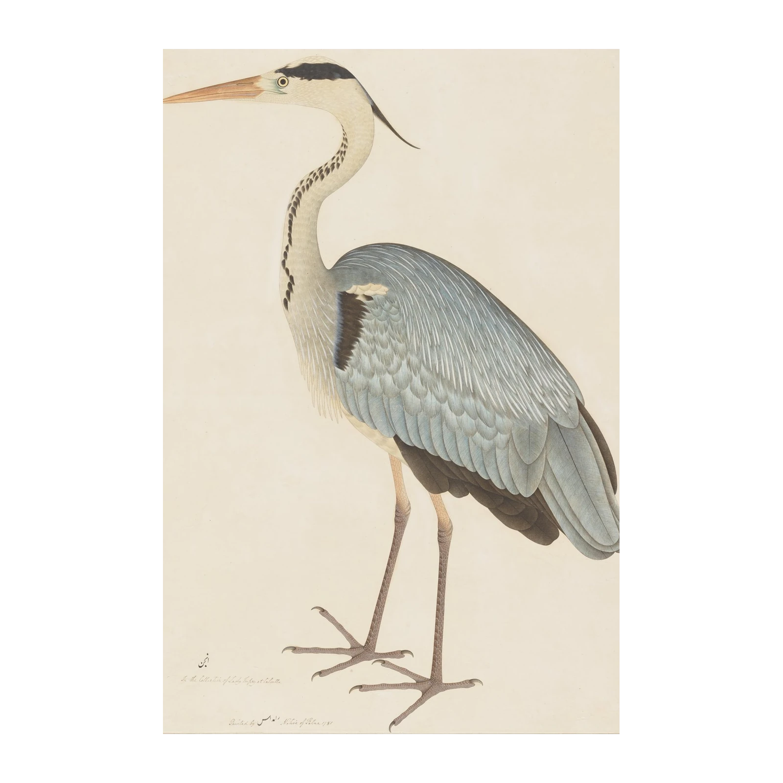 Elegant Heron Fine Art Nature Wall Art