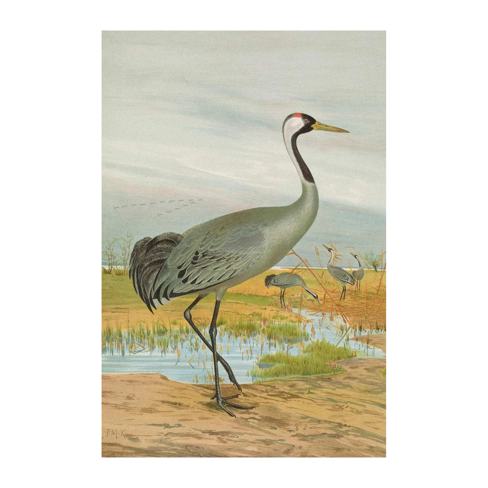Elegant Crane in Marshland Wall Art - Wildlife Art