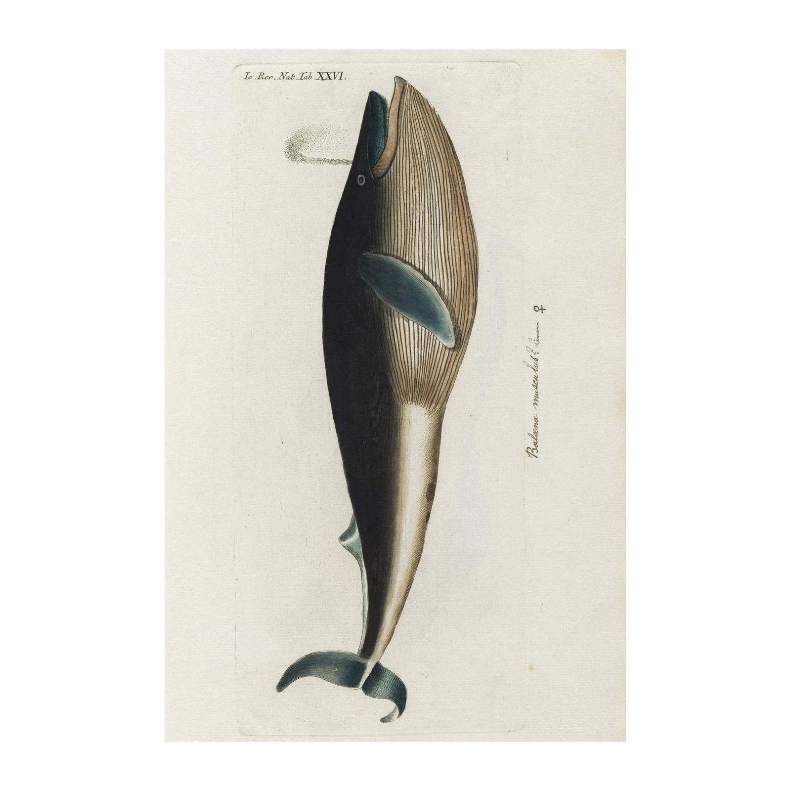 Vintage Whale Illustration Wall Art