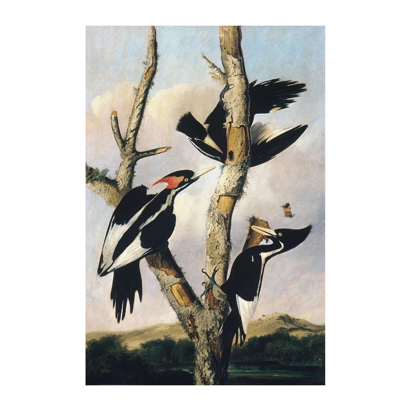 Audubon Woodpecker Art Wall Art