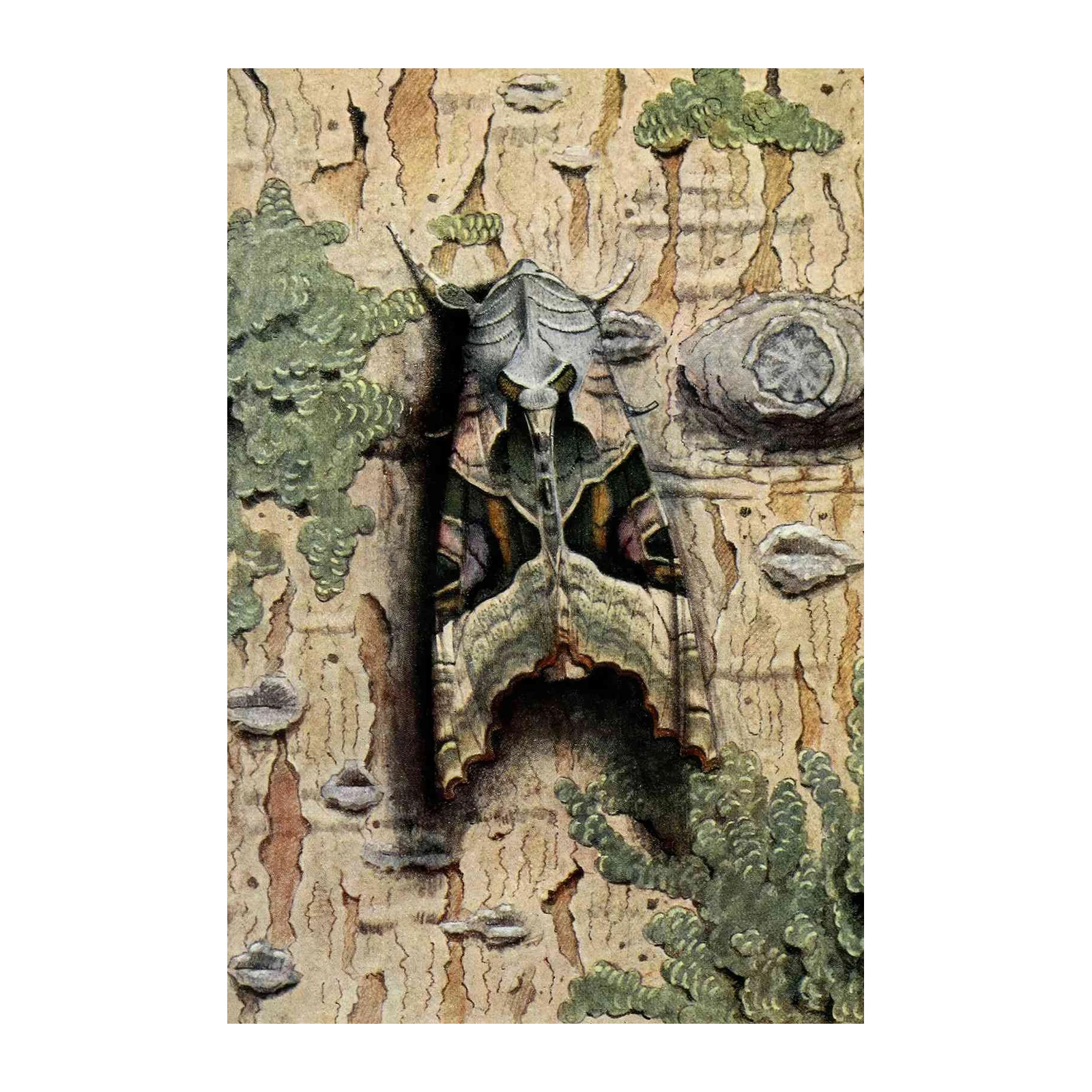 Exotic Moth Camouflage Nature Art Wall Art