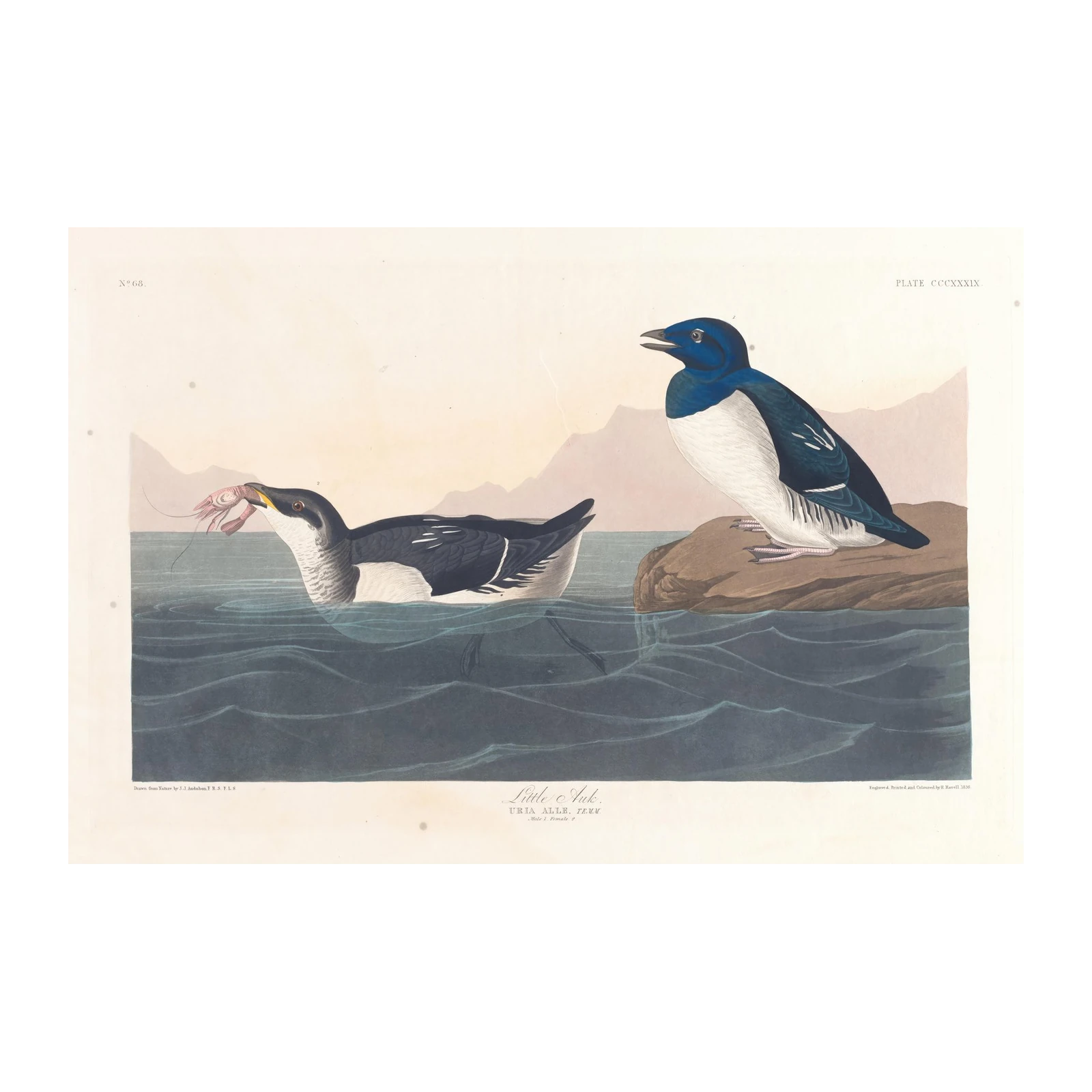 Little Auk Bird Vintage Illustration Wall Art