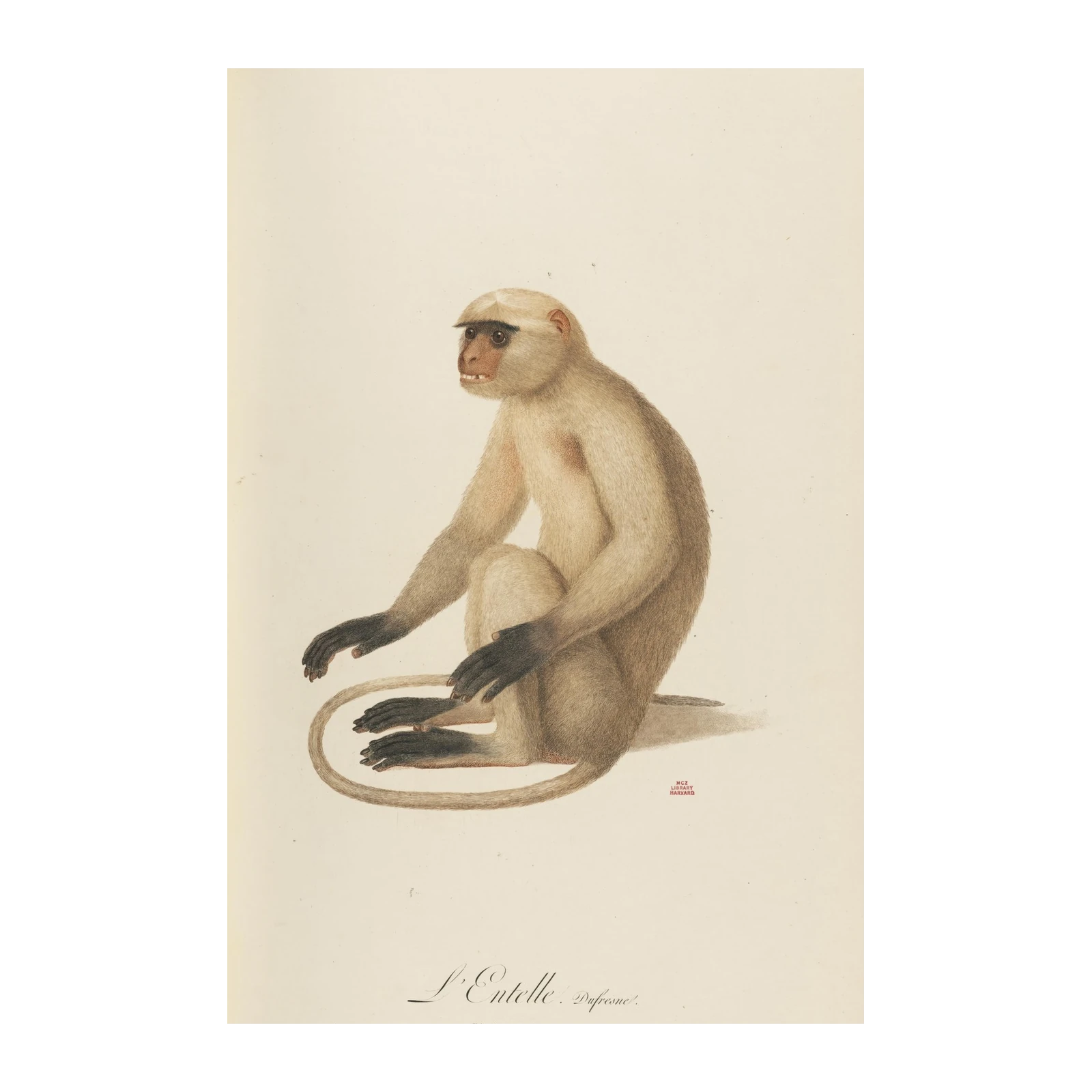 Vintage Entelle Monkey Art Wall Art
