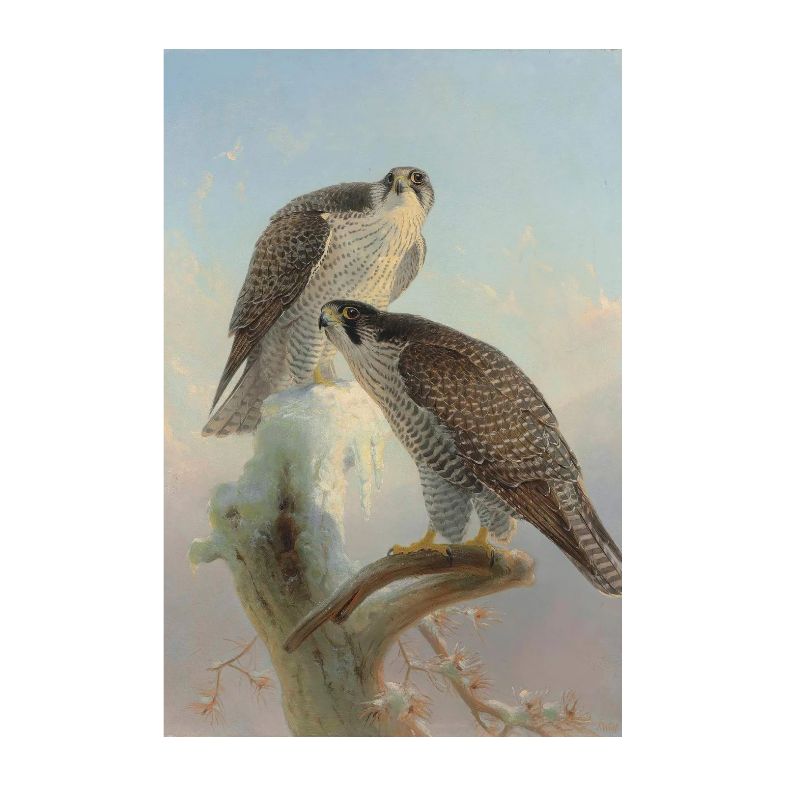 Majestic Peregrine Falcons Winter Scene Wall Art