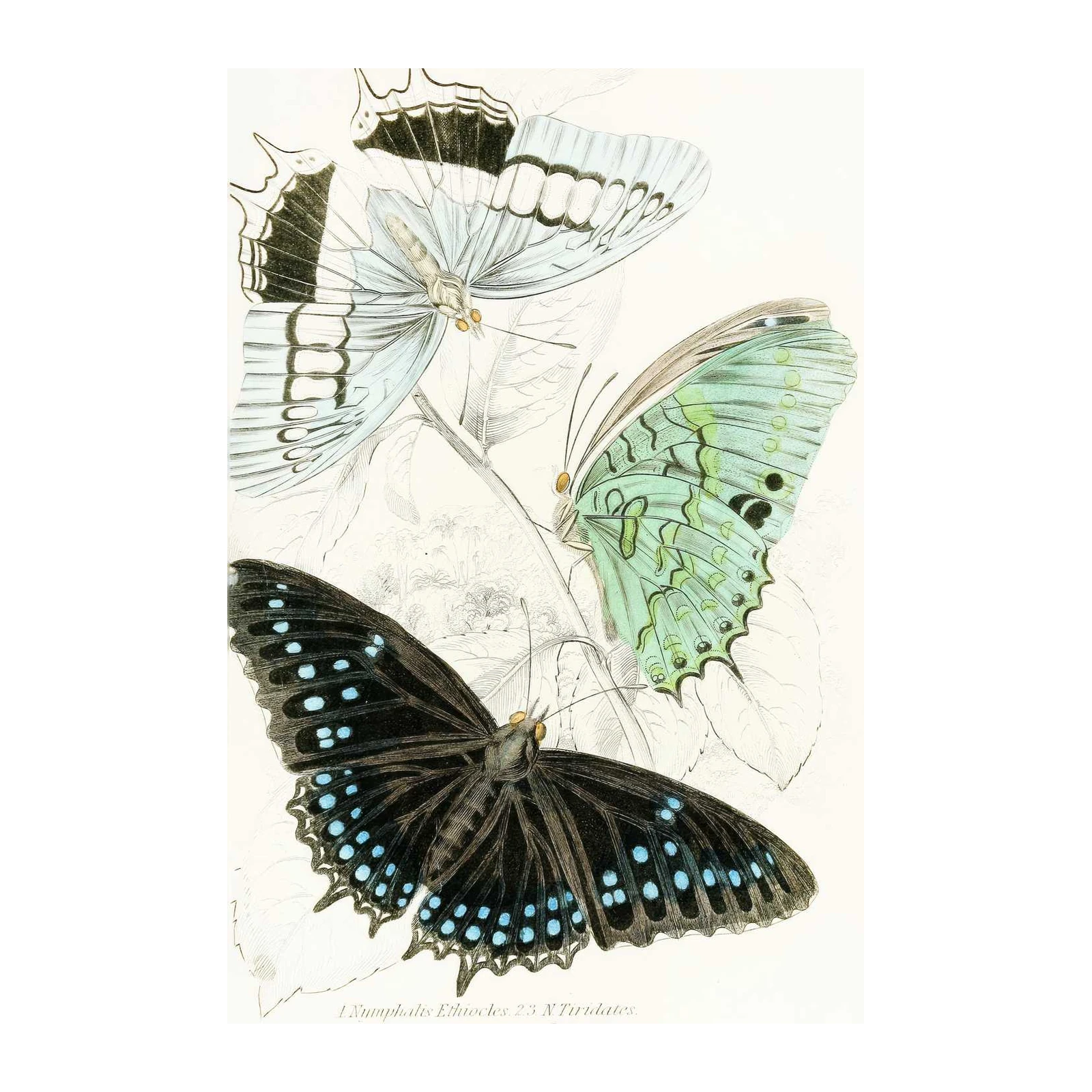 Vintage Butterfly Trio Nature Wall Art