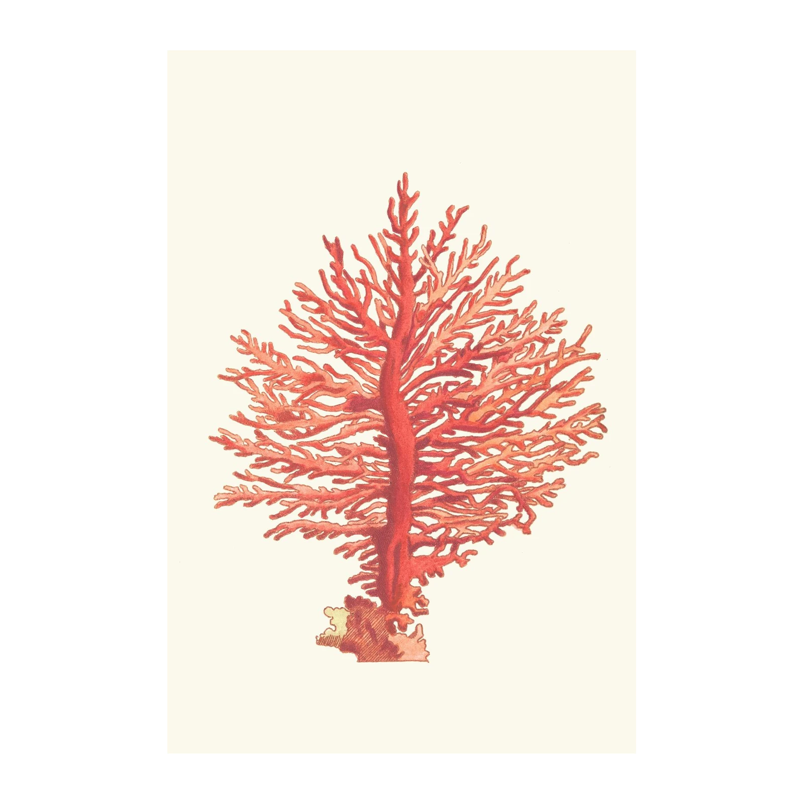 Vibrant Red Coral Branch Wall Art - Ocean Art