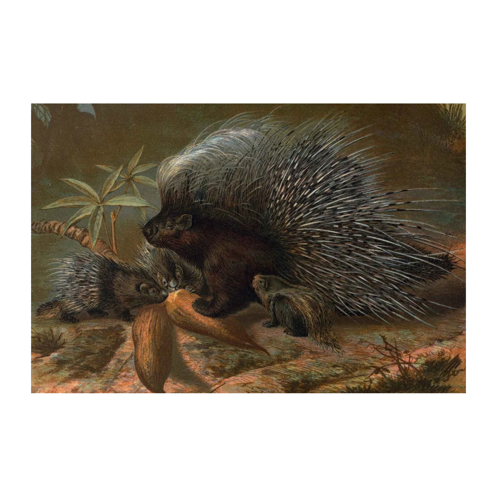Vintage Porcupine Family Wildlife Wall Art