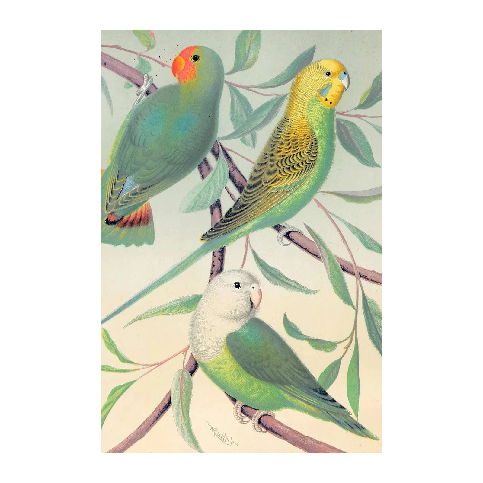 Vibrant Bird Collection Wall Art Wall Art