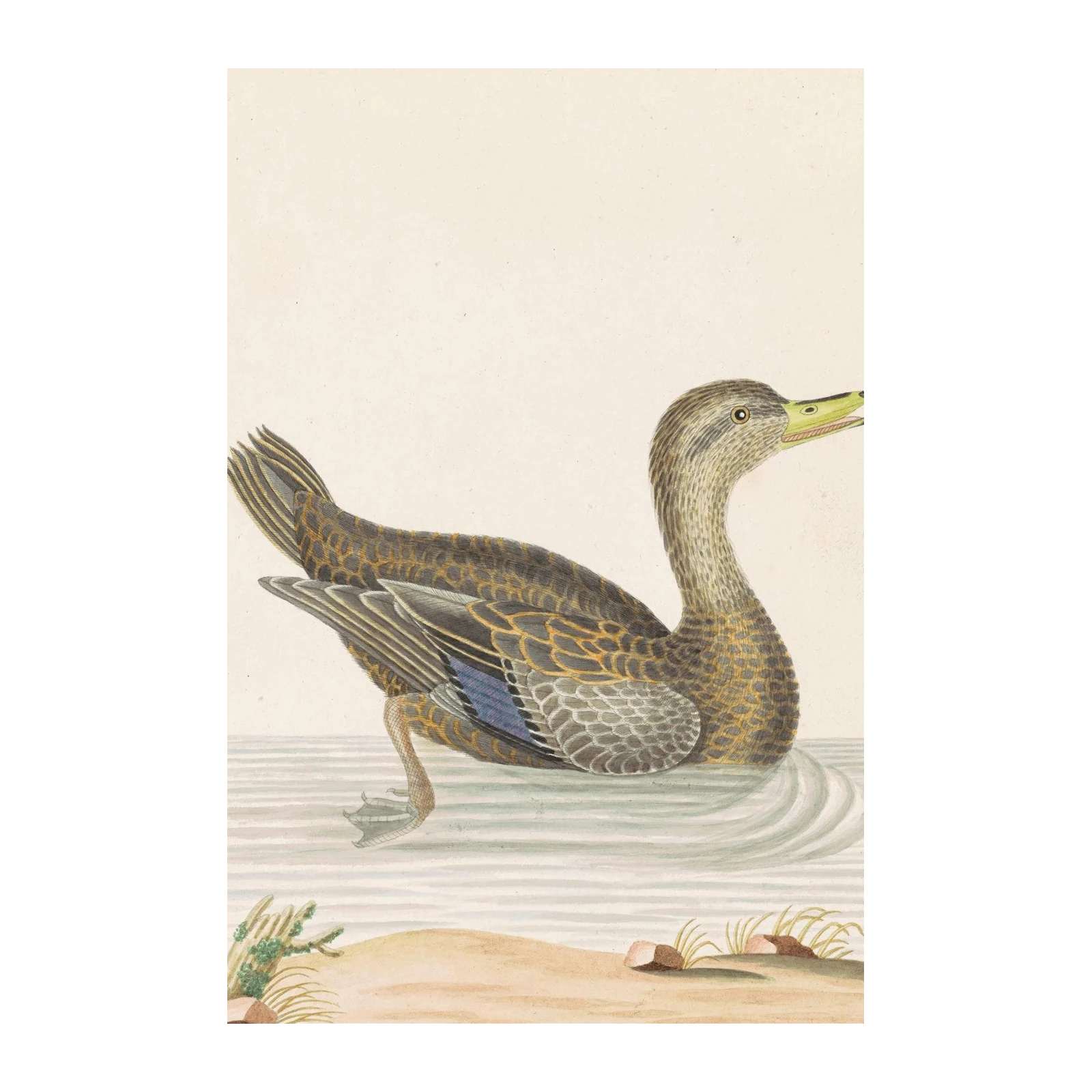 Elegant Duck in Water Wall Art - Wildlife Art