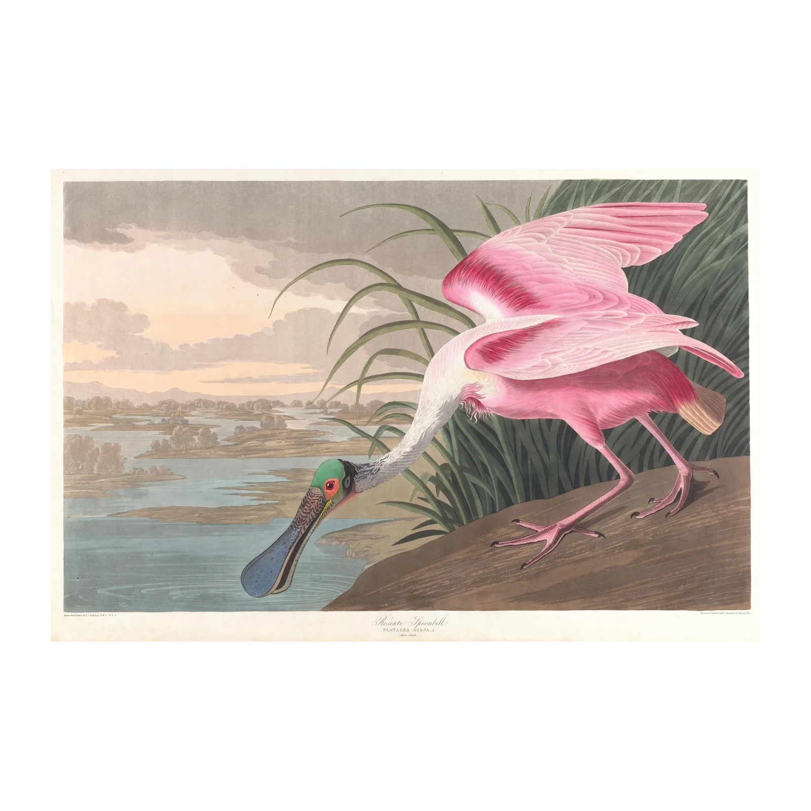 Roseate Spoonbill Nature Wall Art Wall Art