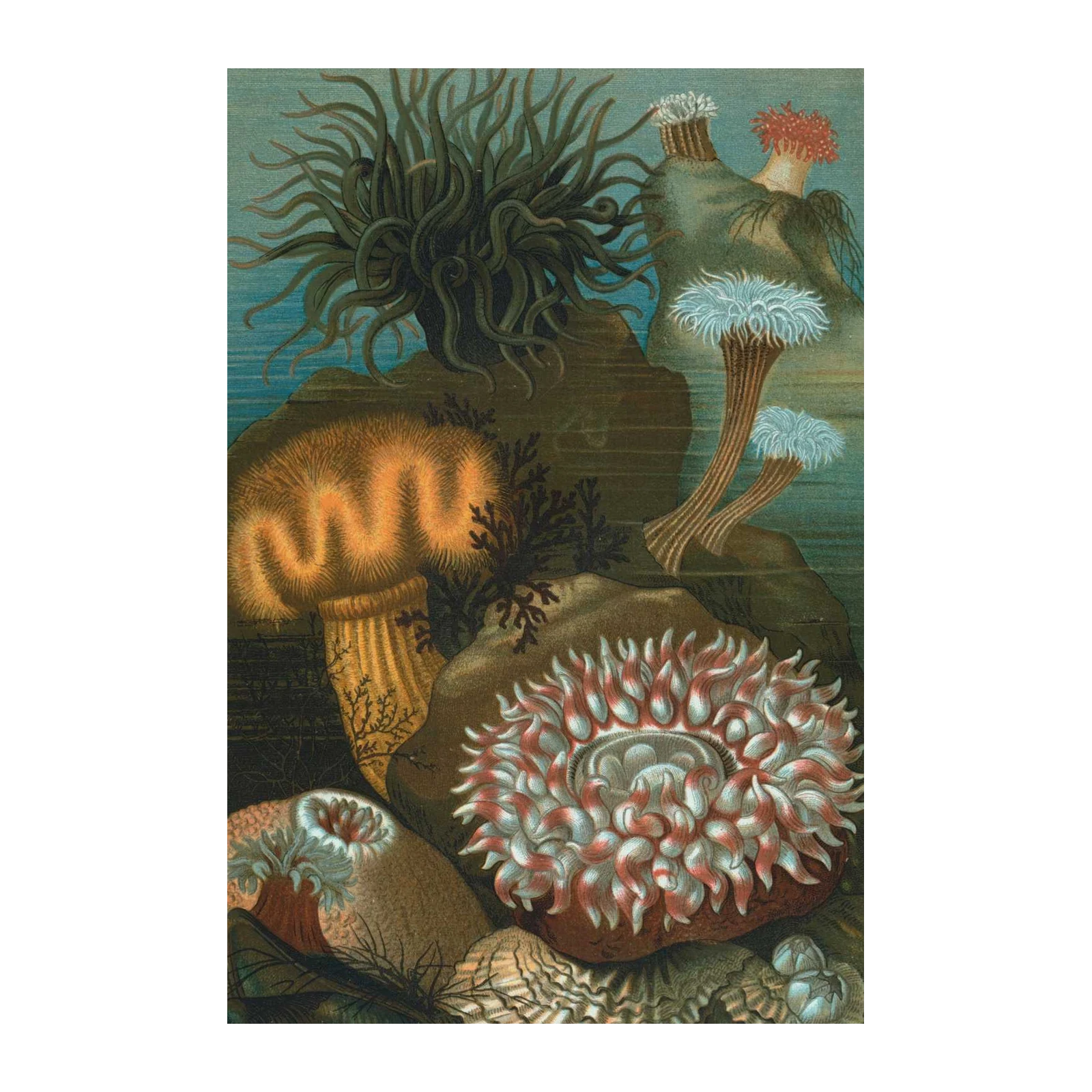 Vintage Sea Anemone Illustration Wall Art
